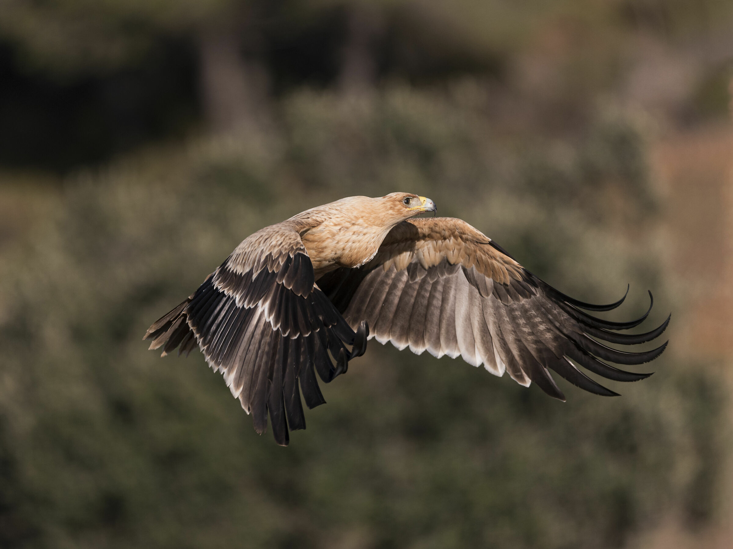 Immature Imperial Eagle
