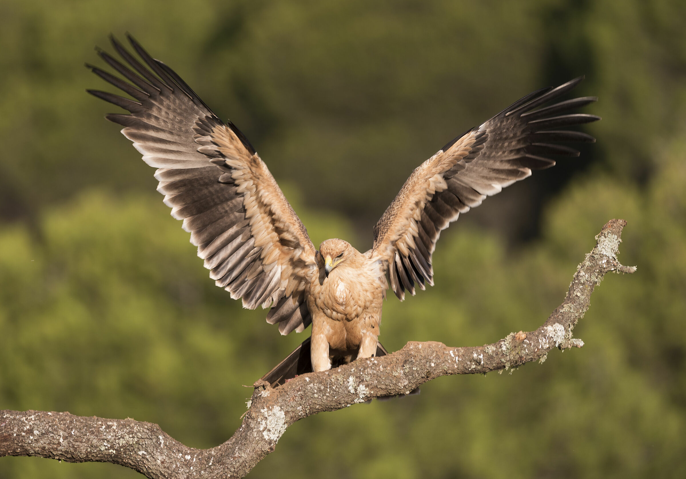 Immaturo Aquila Imperiale