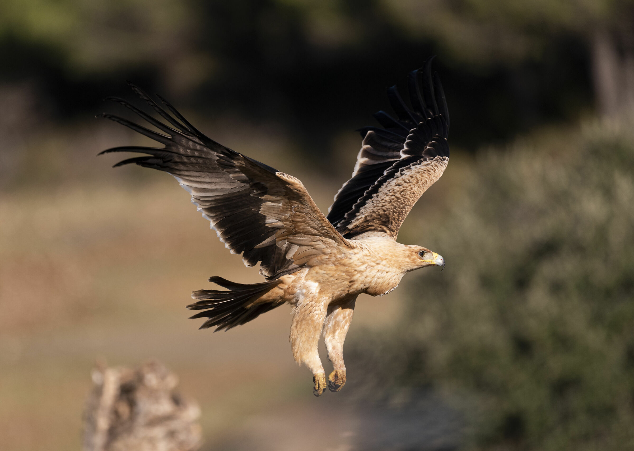 Immaturo Aquila Imperiale
