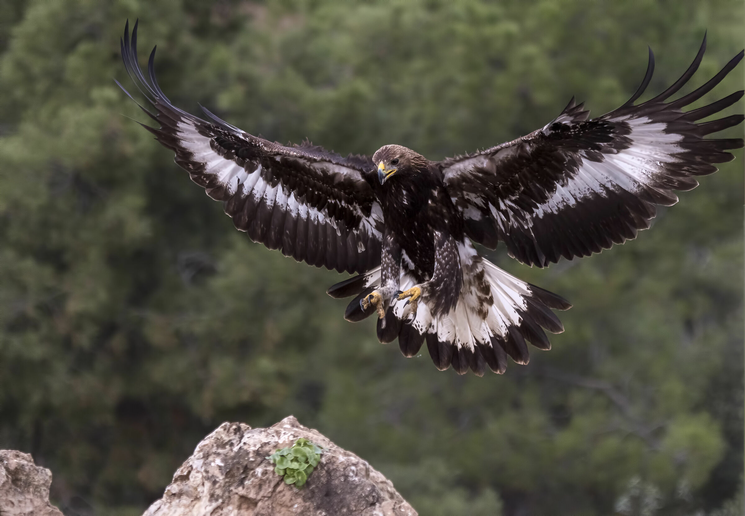 Immaturo Aquila Reale