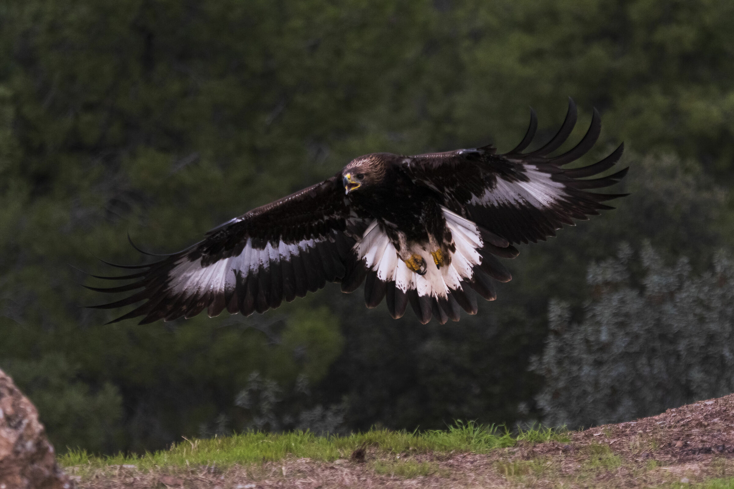 Immaturo Aquila Reale