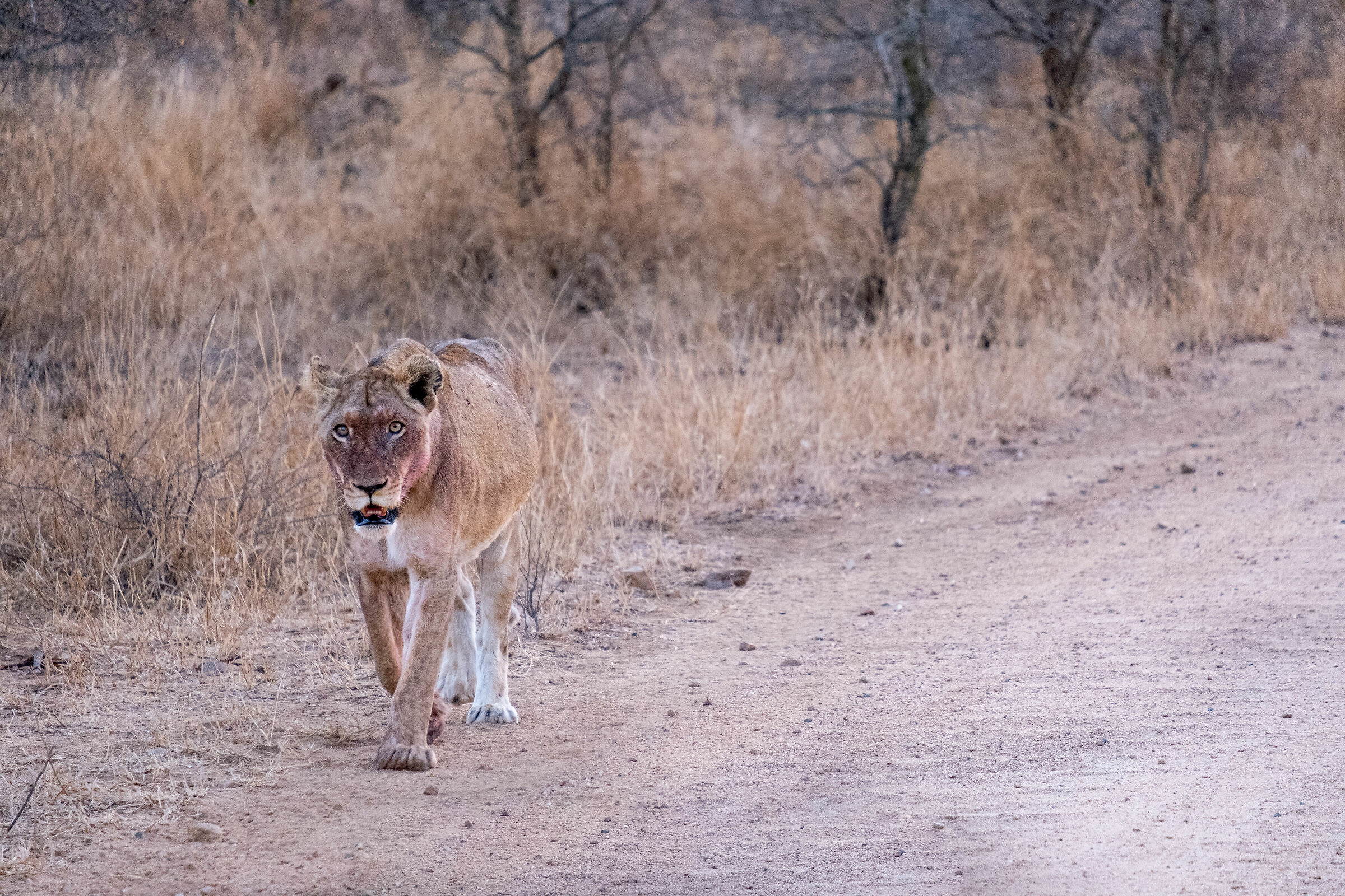 Il ritorno della guerriera