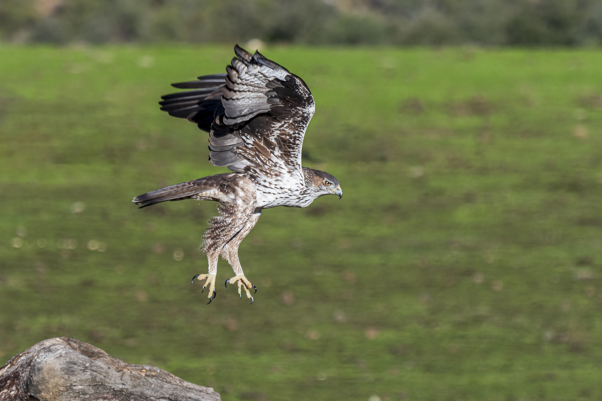 Bonelli in volo