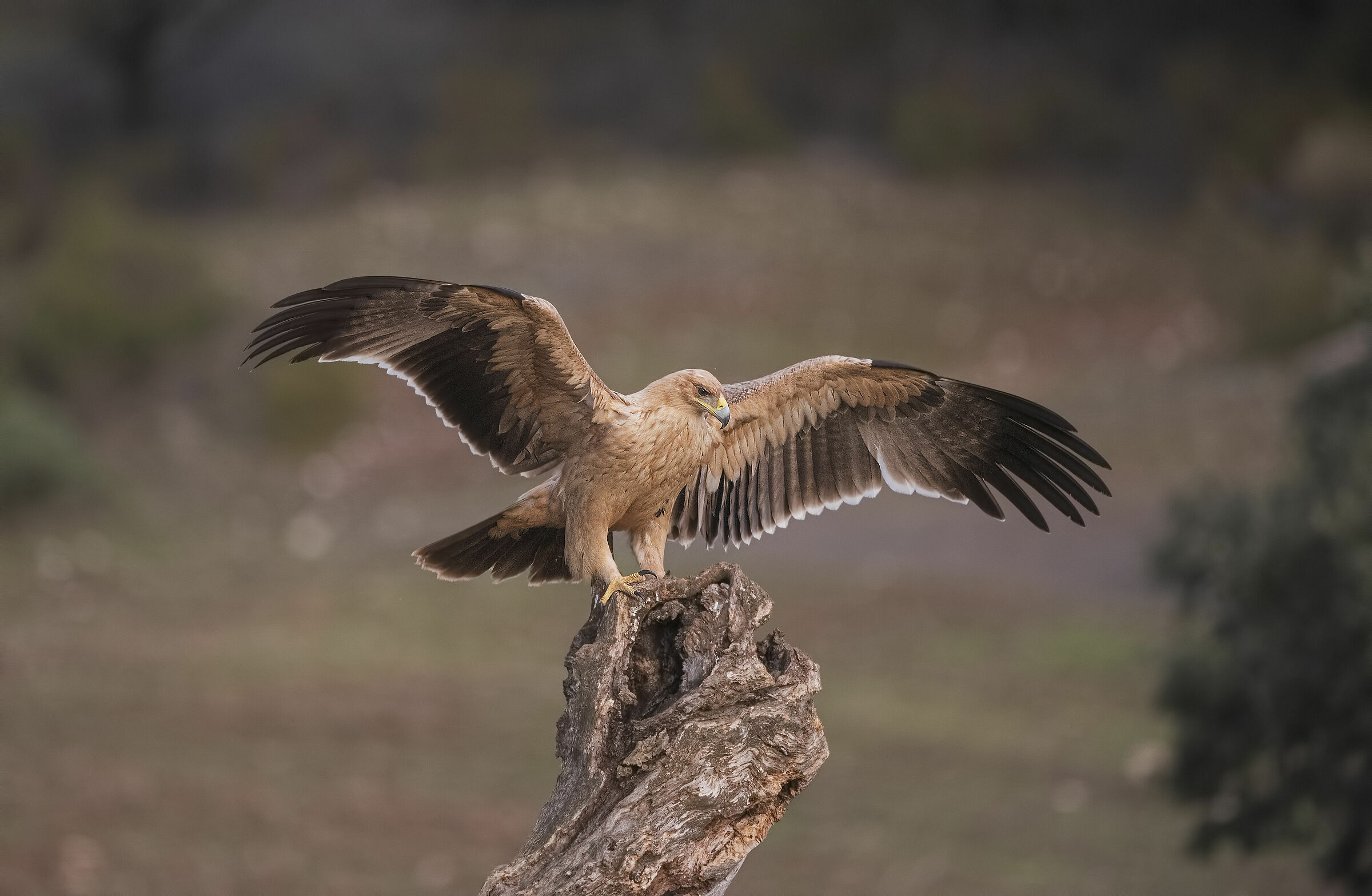 Immaturo Aquila Imperiale