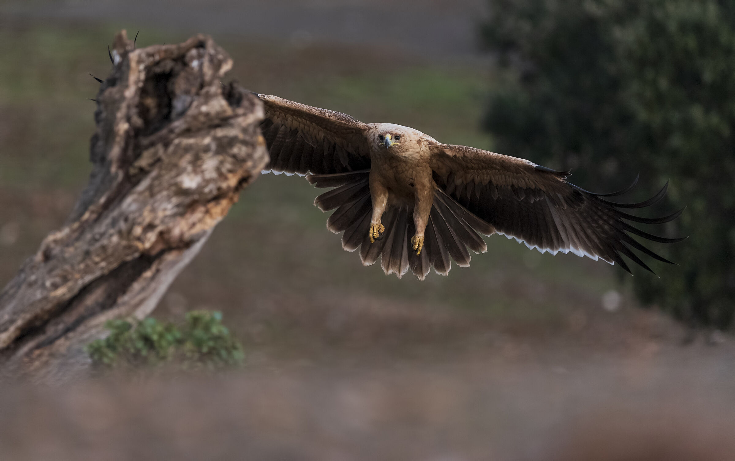 Immaturo Aquila Imperiale