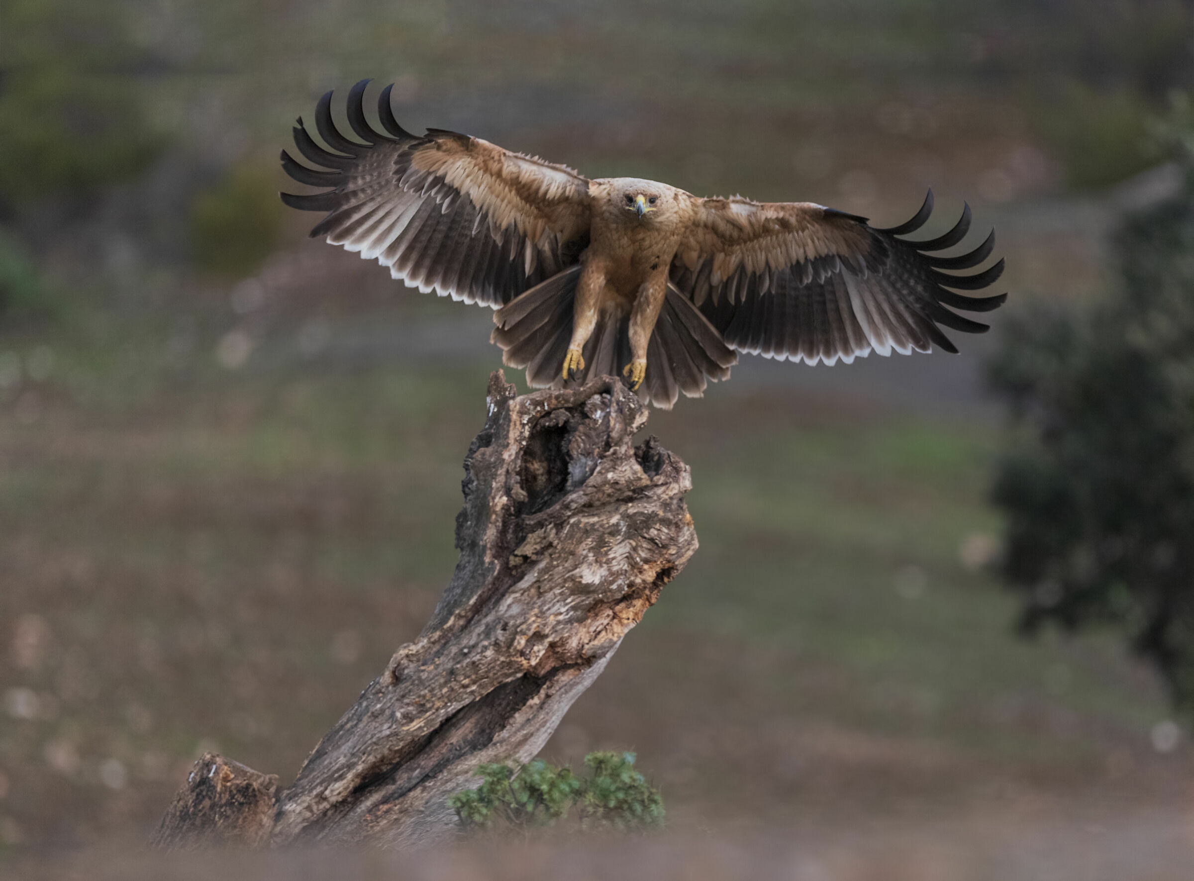 Immature Imperial Eagle