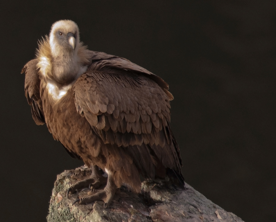 Griffon vulture