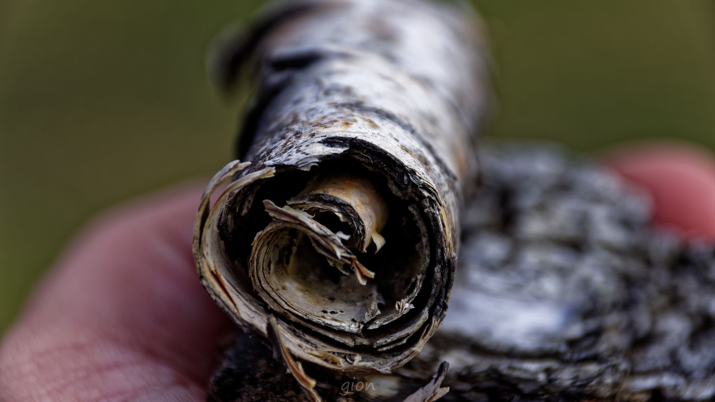 Papiro come corteccia