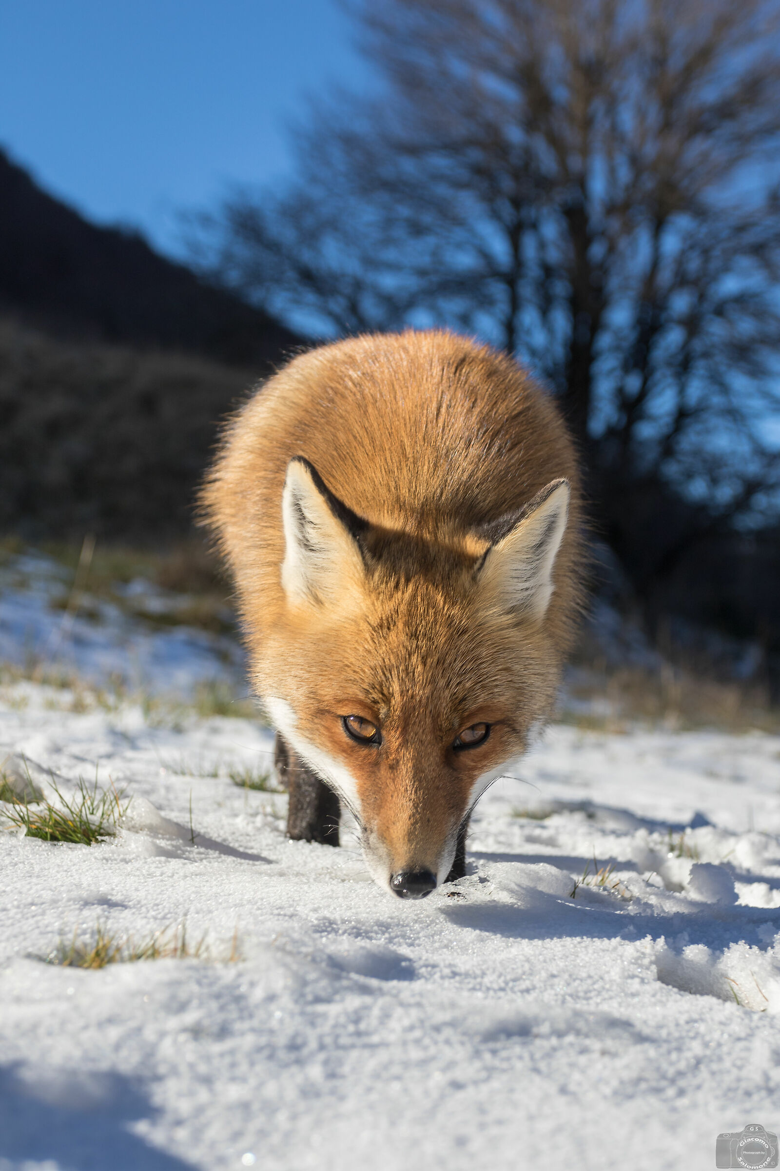 The Fox in the Snow.