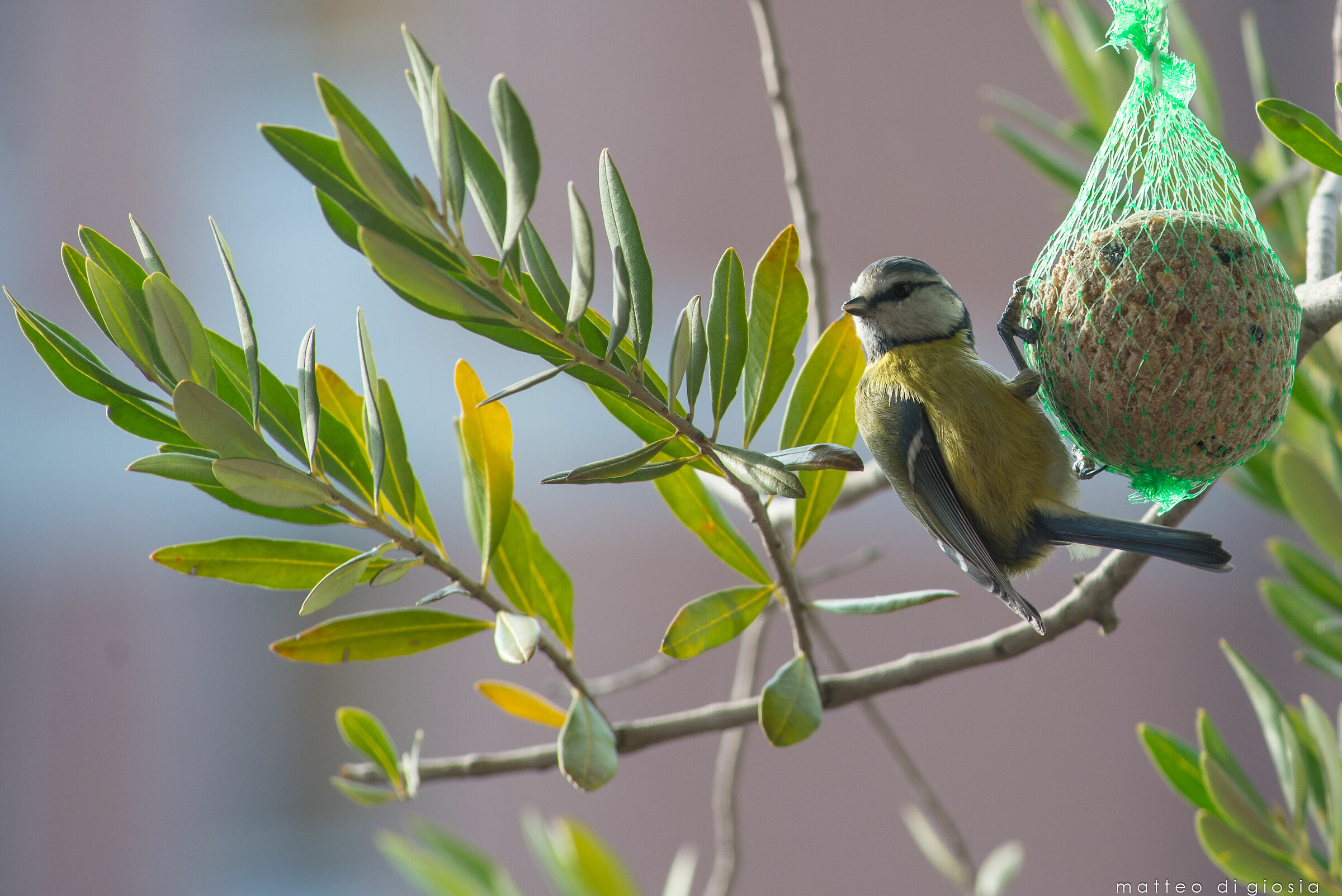 Cinciallegra in città