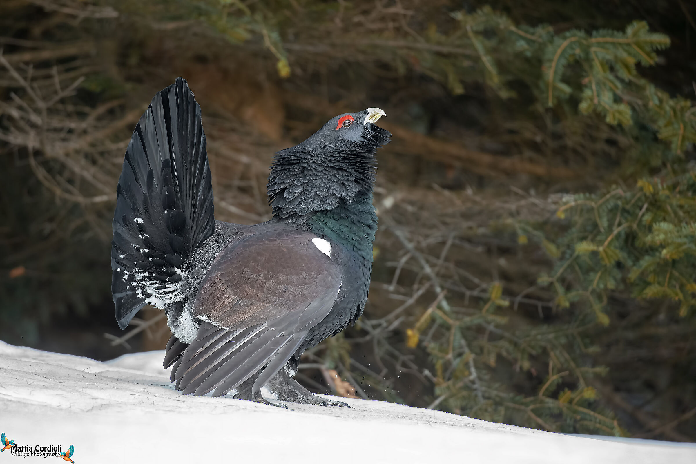 gallo cedrone