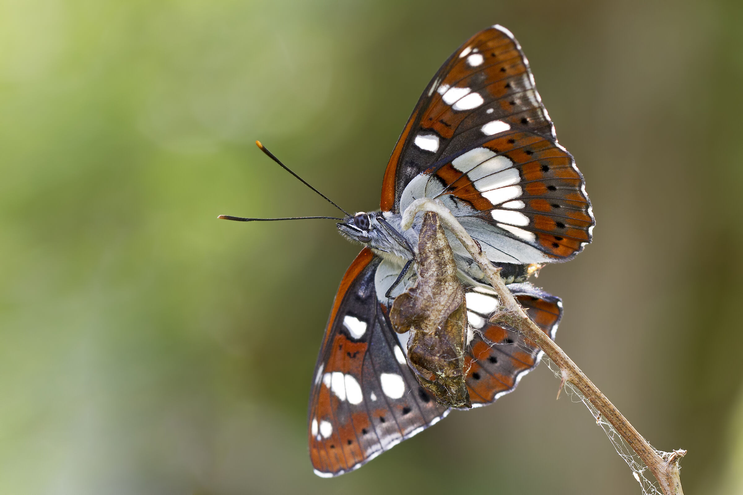 Limenitis reducta
