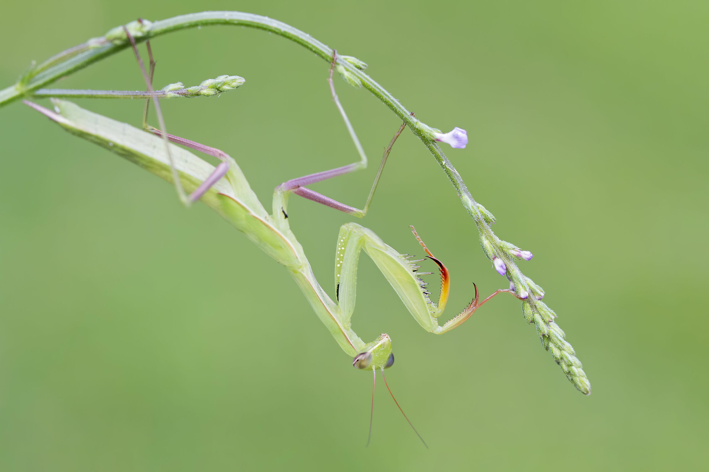 Mantis religiosa