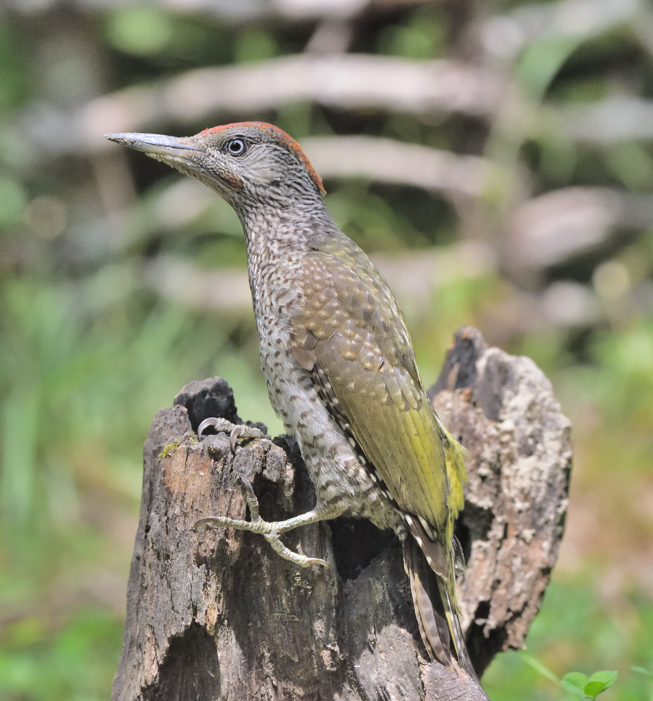 green woodpecker