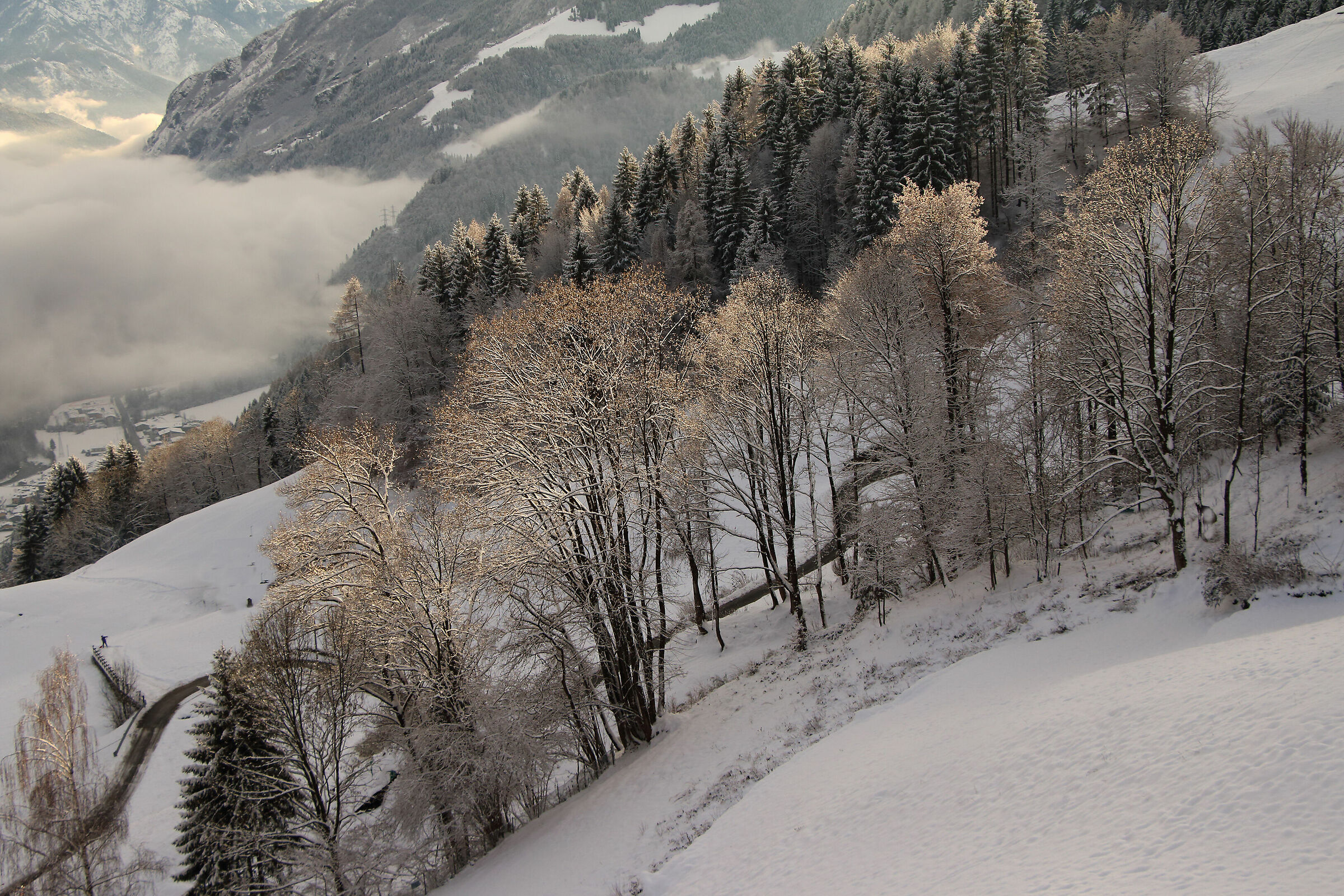 magia dei boschi innevati