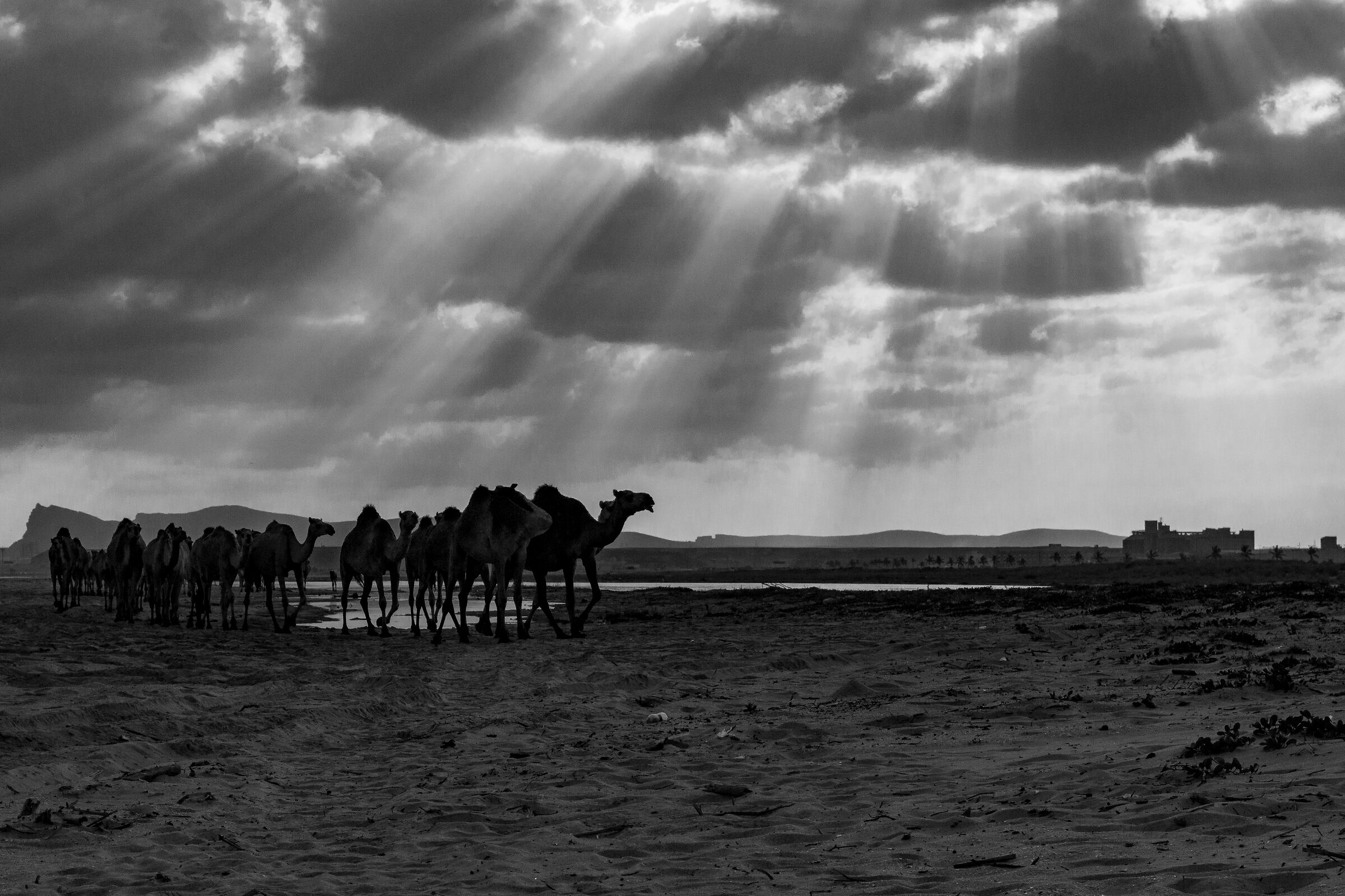 Dromedari al pascolo in Oman