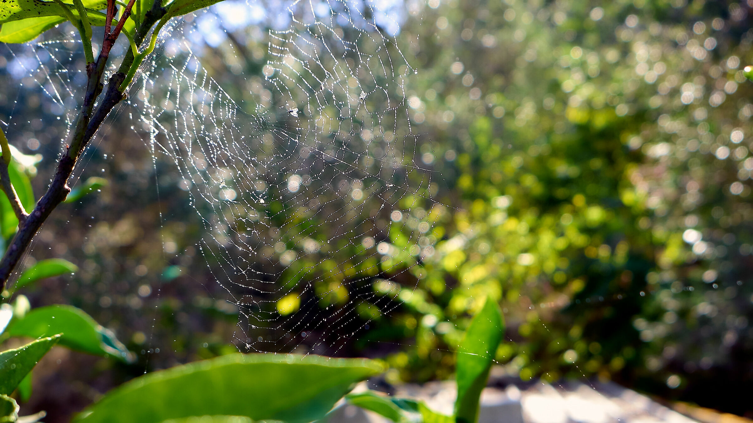The spider's web.