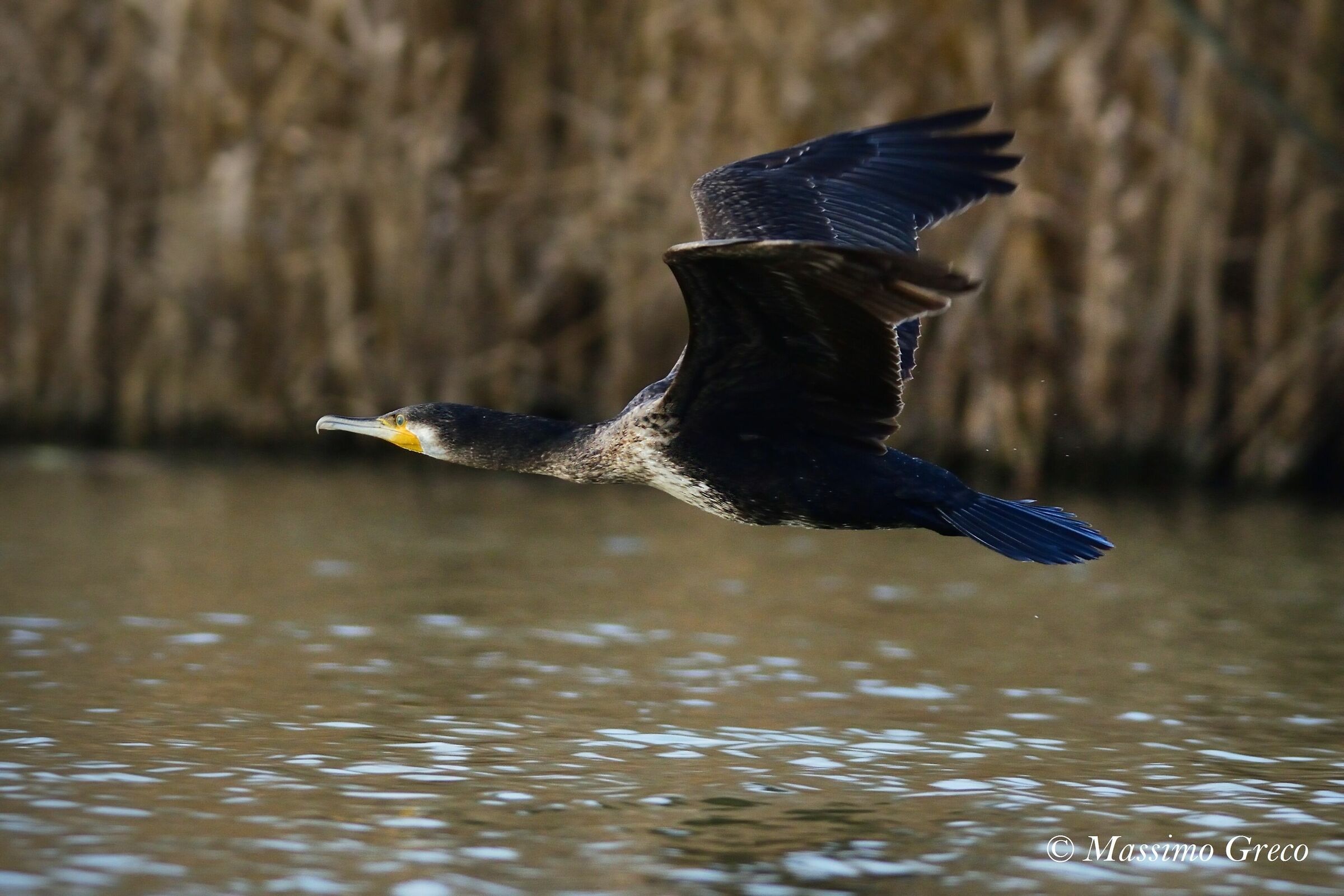 Cormoran (Phalacrocorax carbo)