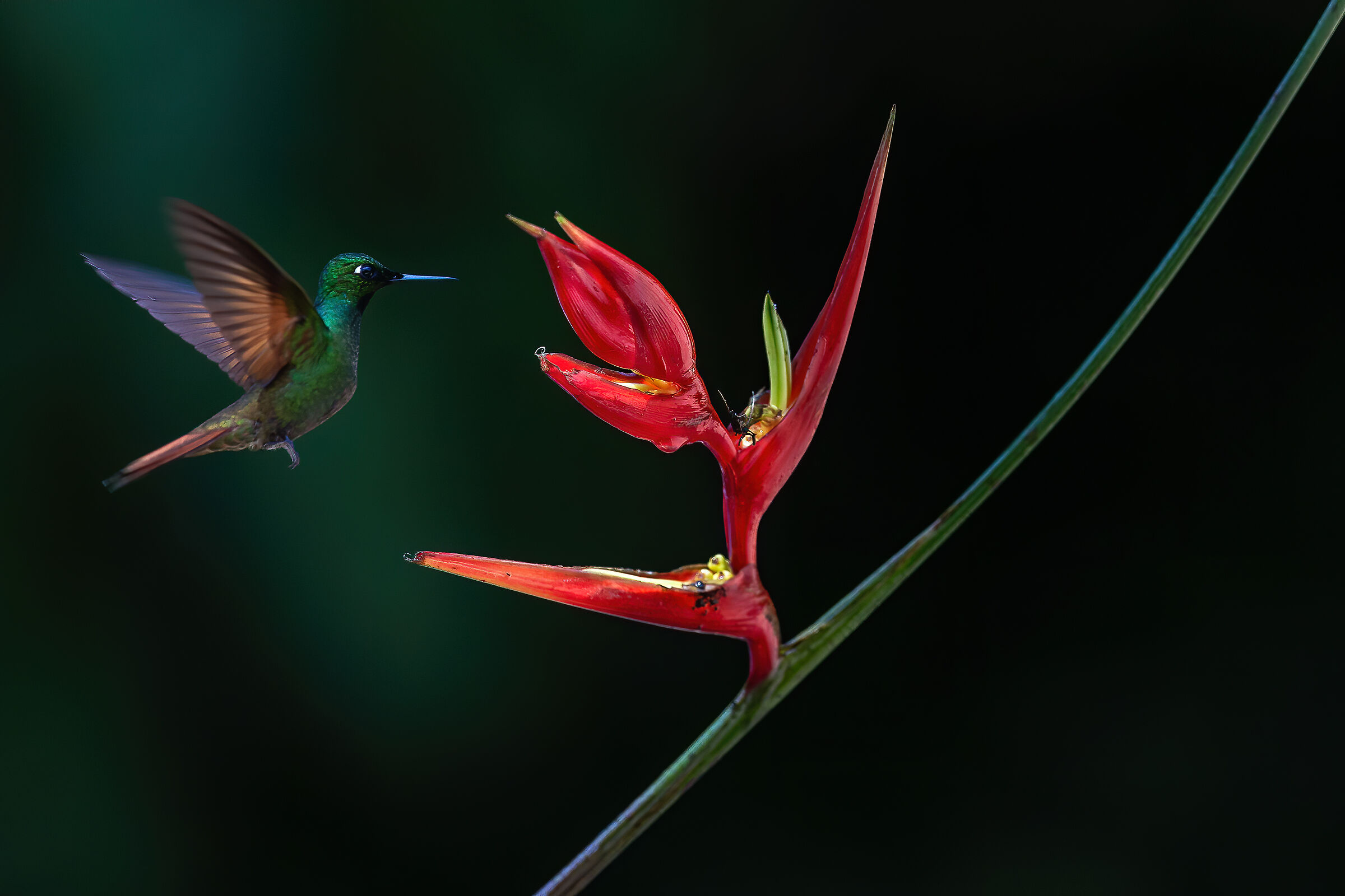 Brasilian ruby (male) (Clytolaema rubricauda)