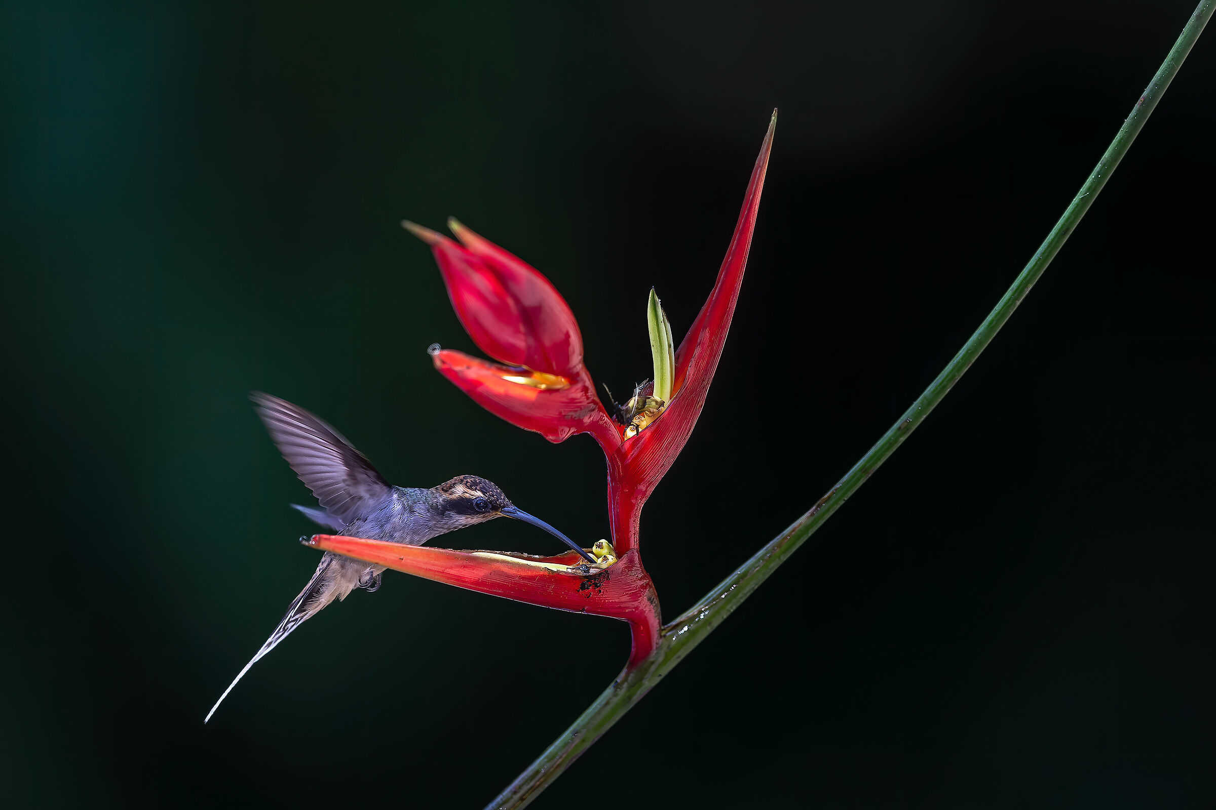Scale throathed hermit (Phaethornis eurynome)