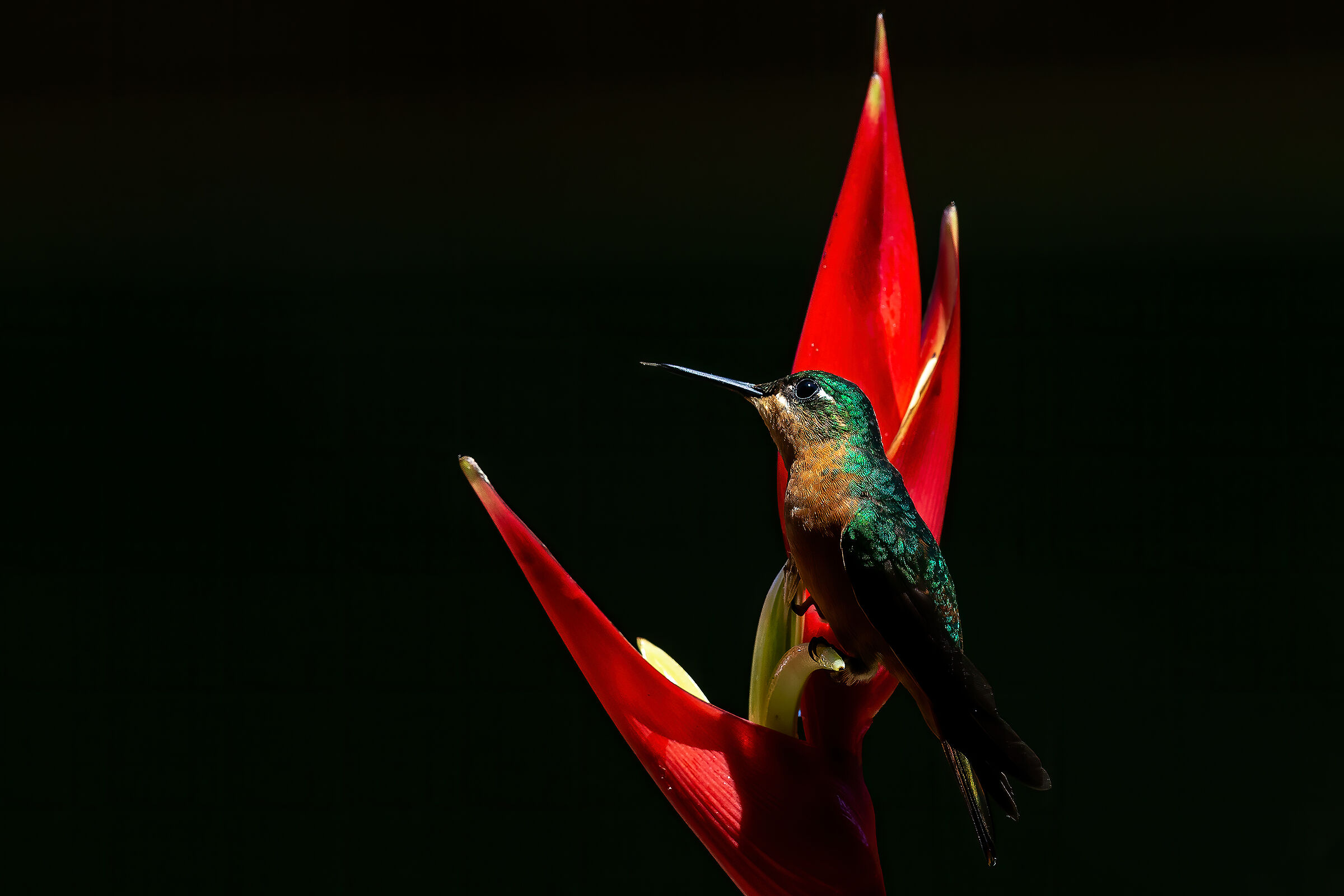 Brasilian ruby (female) (Clytolaema rubricauda)