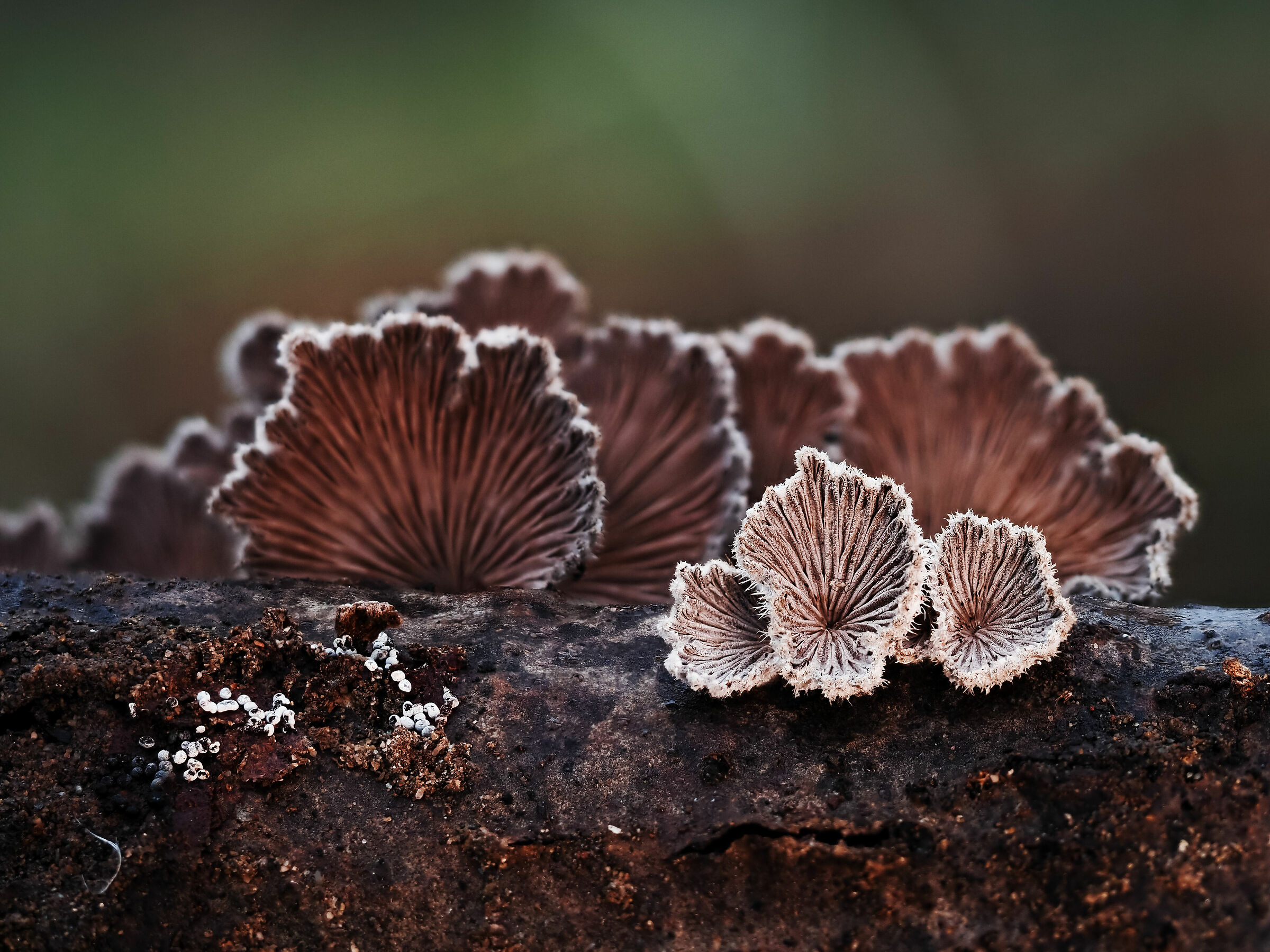 Solisti e coro nel bosco