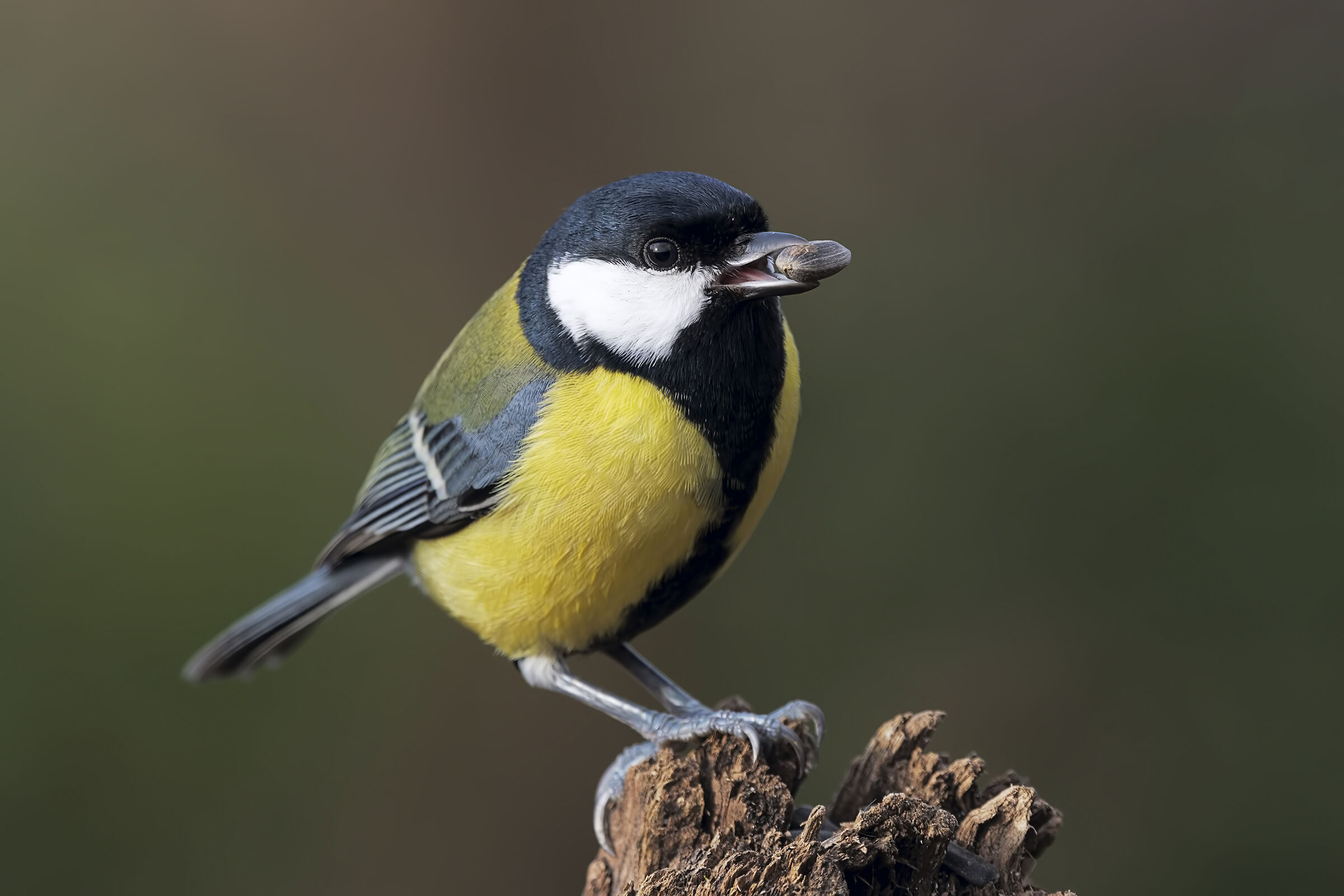 Parus major