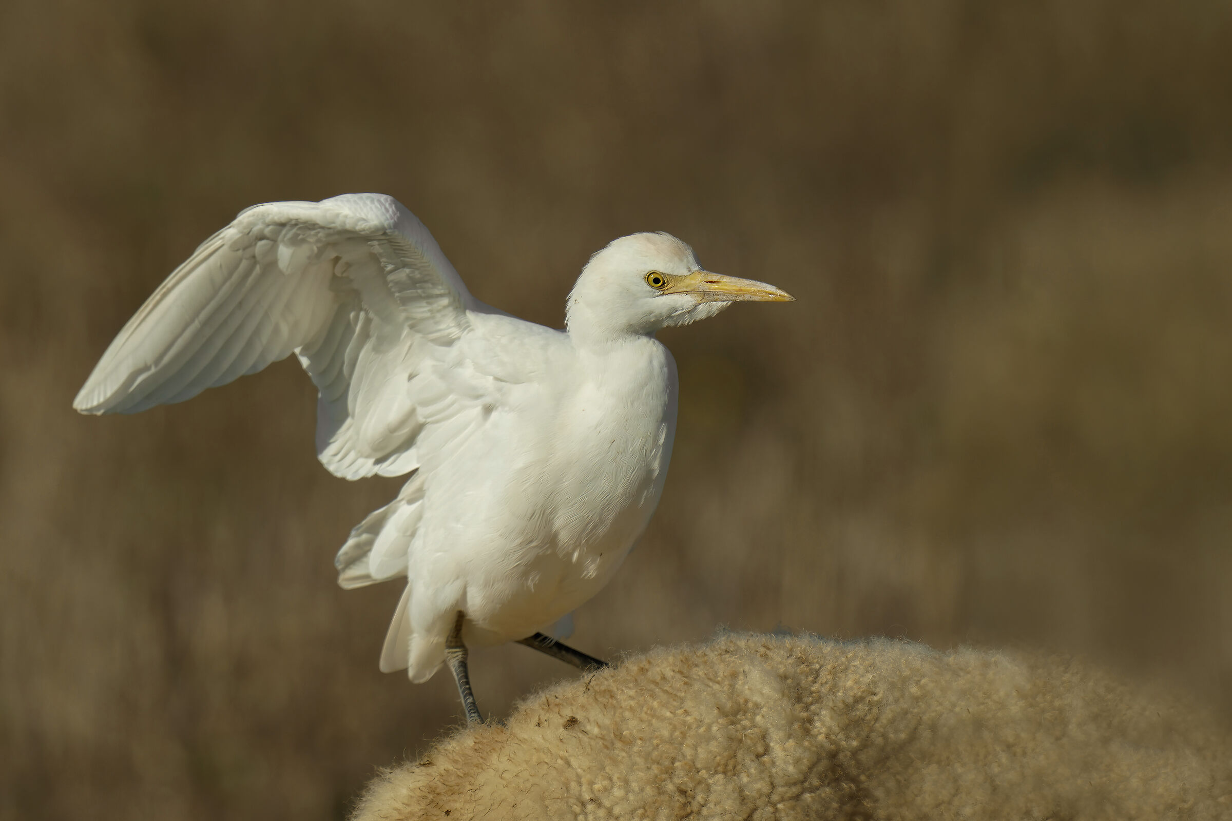 Heron guardabuoi (Bubulcus ibis)
