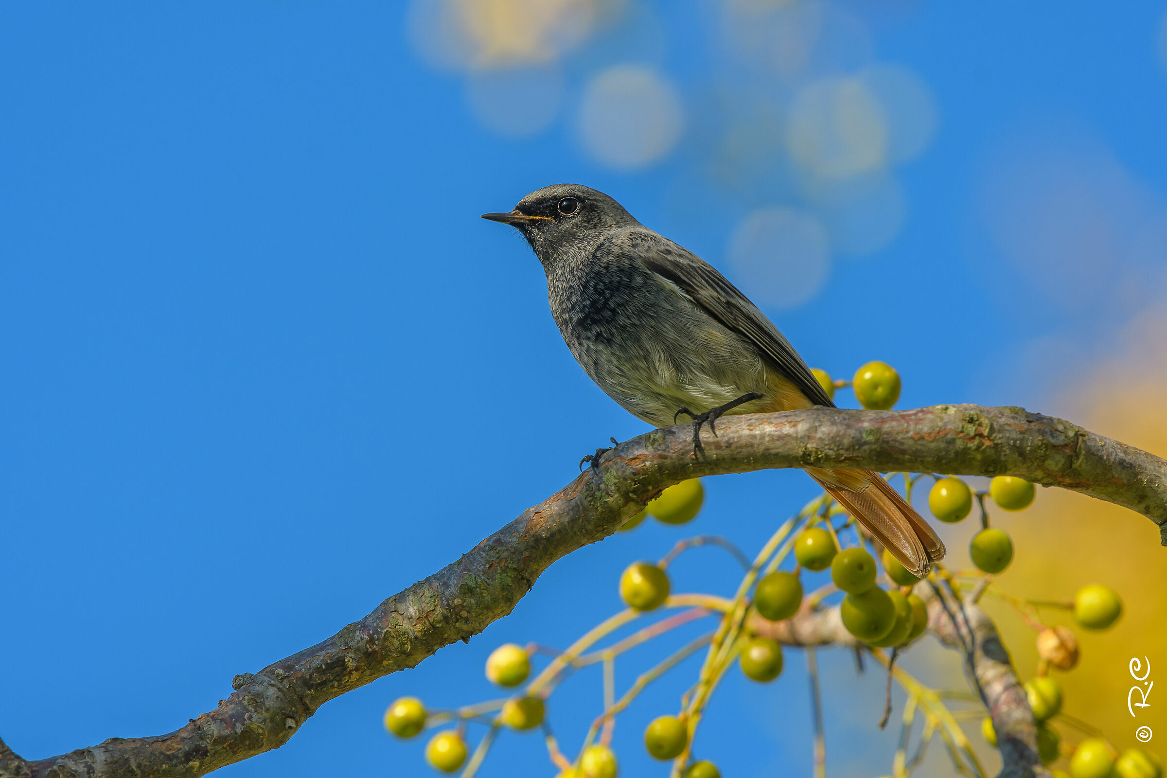 Rougequeue Noir (full frame)