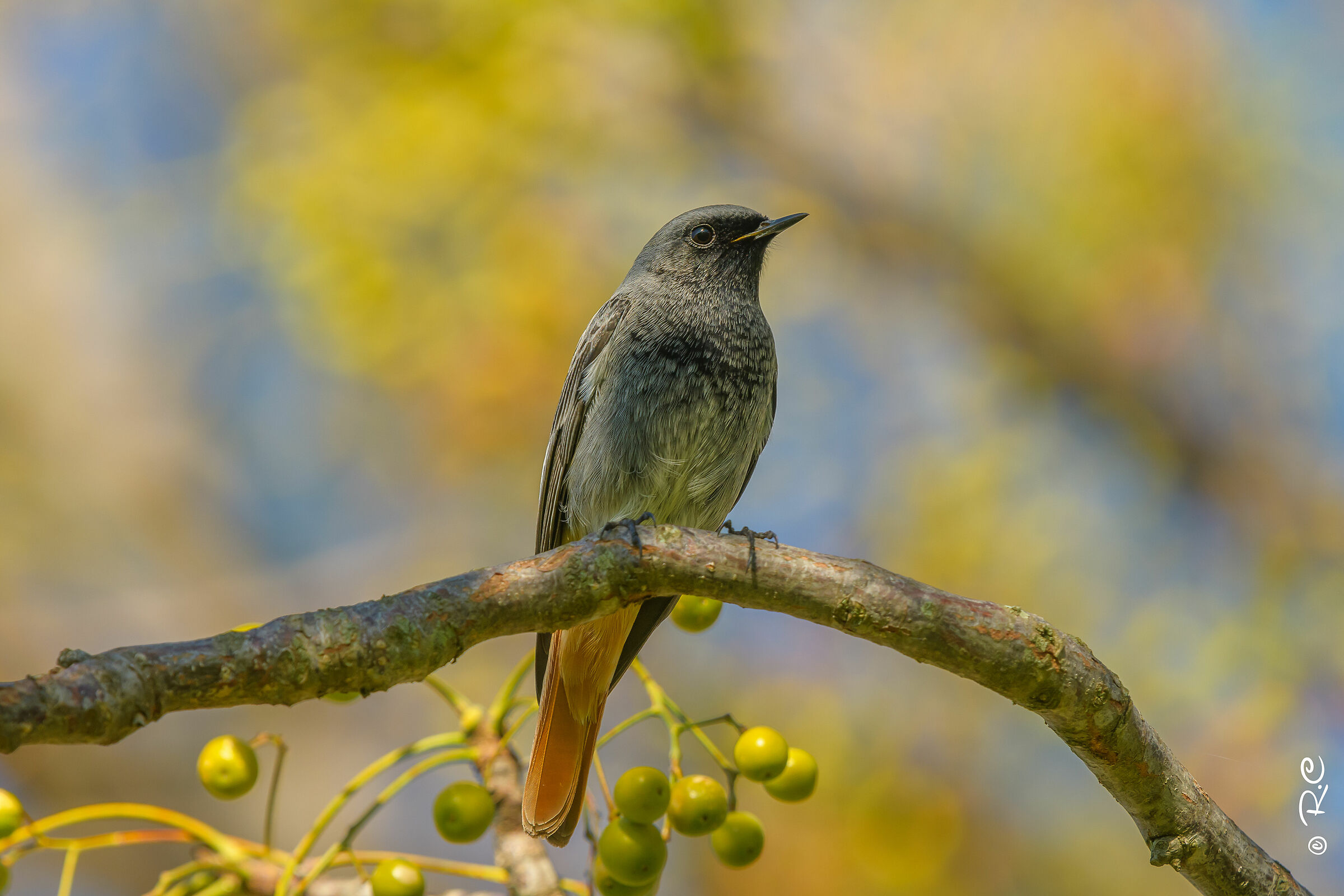 Rougequeue Noir (frame completo)