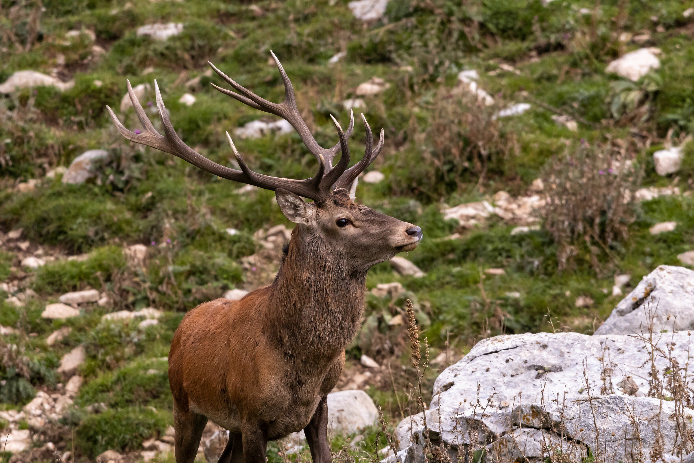 Cervo incontri  ravvicinati