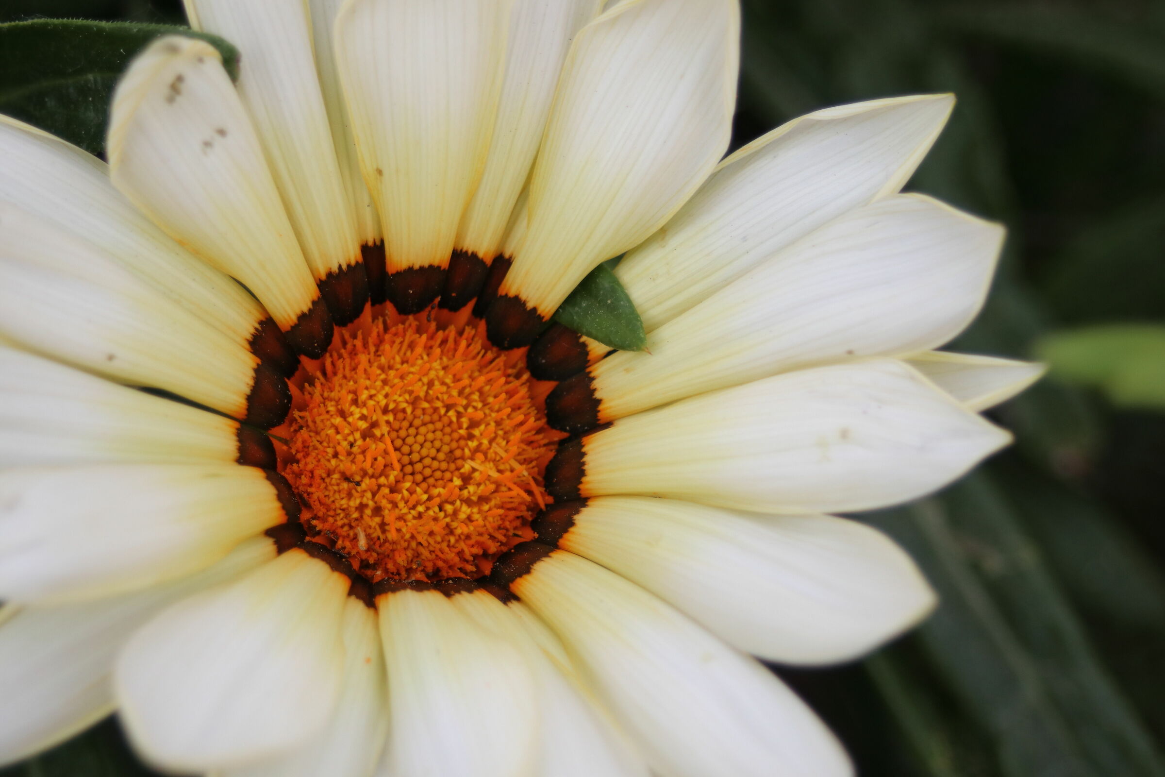 Big Daisy edge with vintage lens