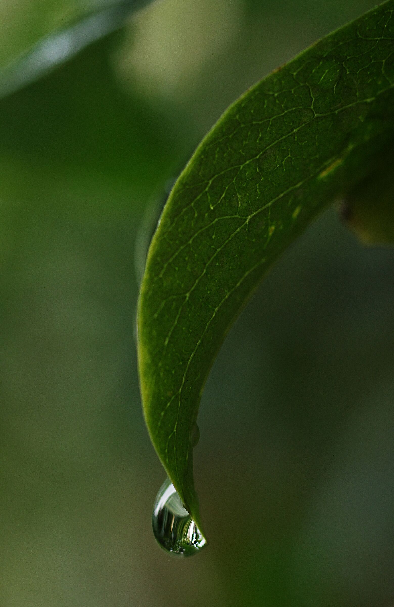 Foglia di pomo con goccia