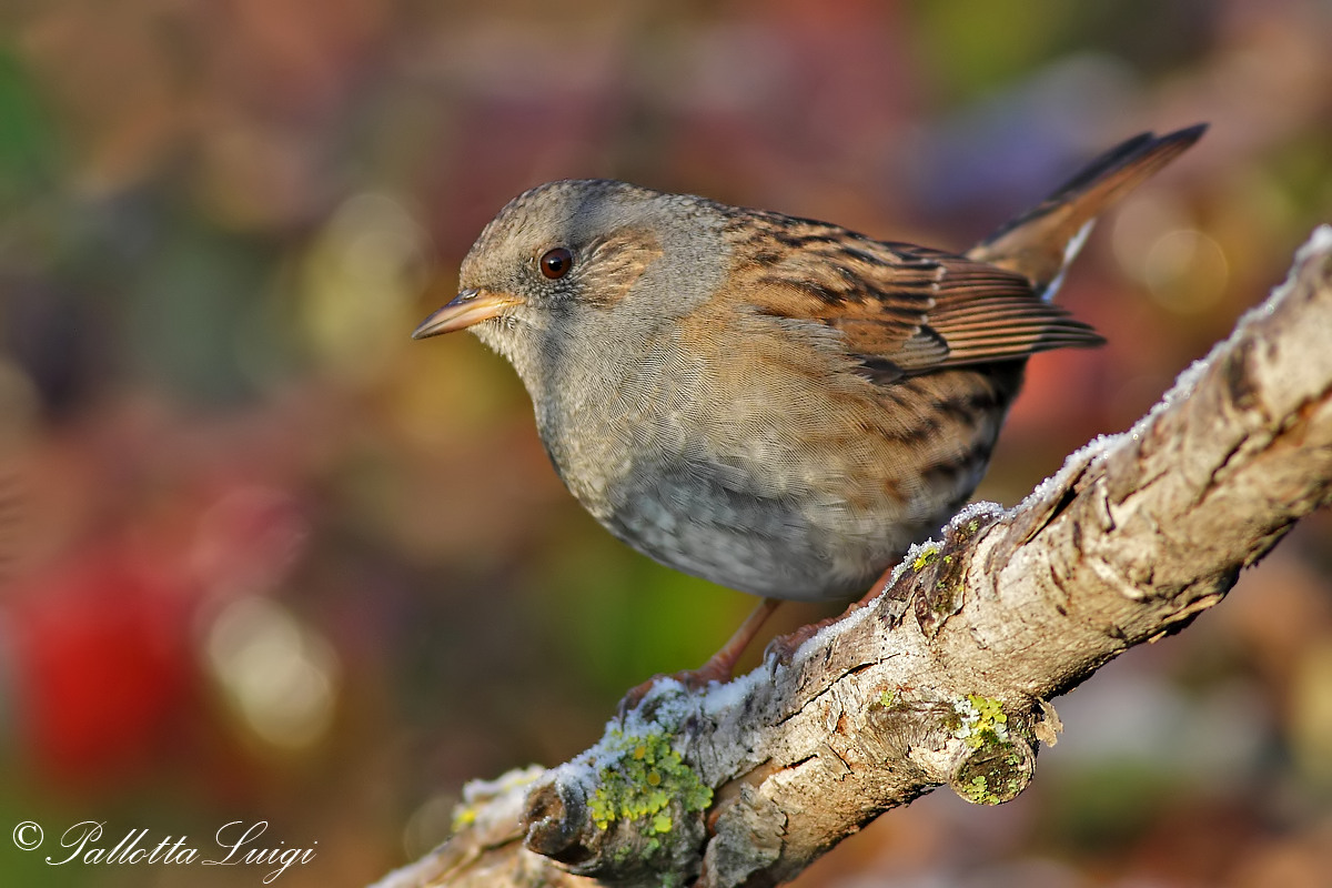 Dunnock (Prunella modularis)