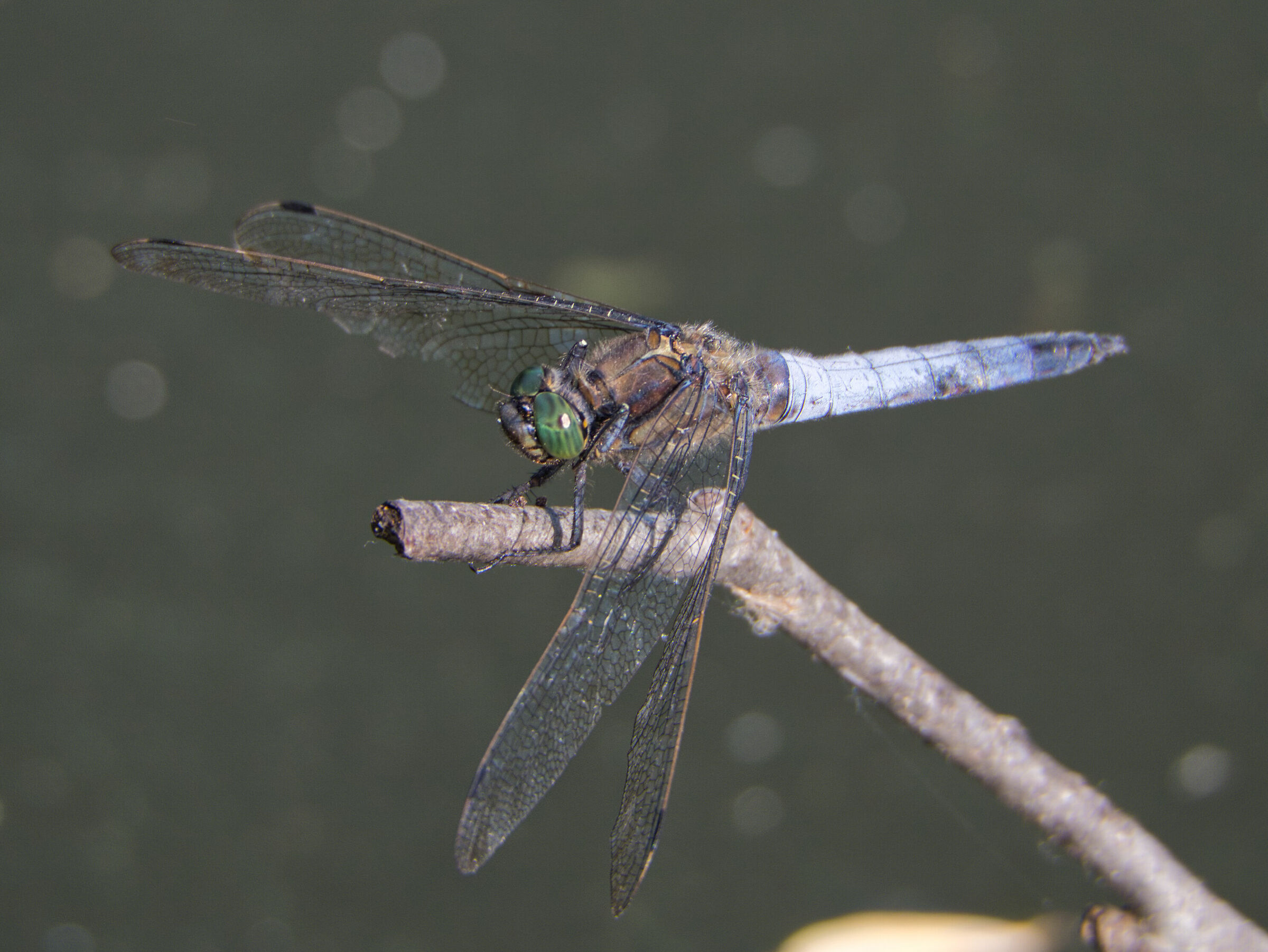 Dragonfly