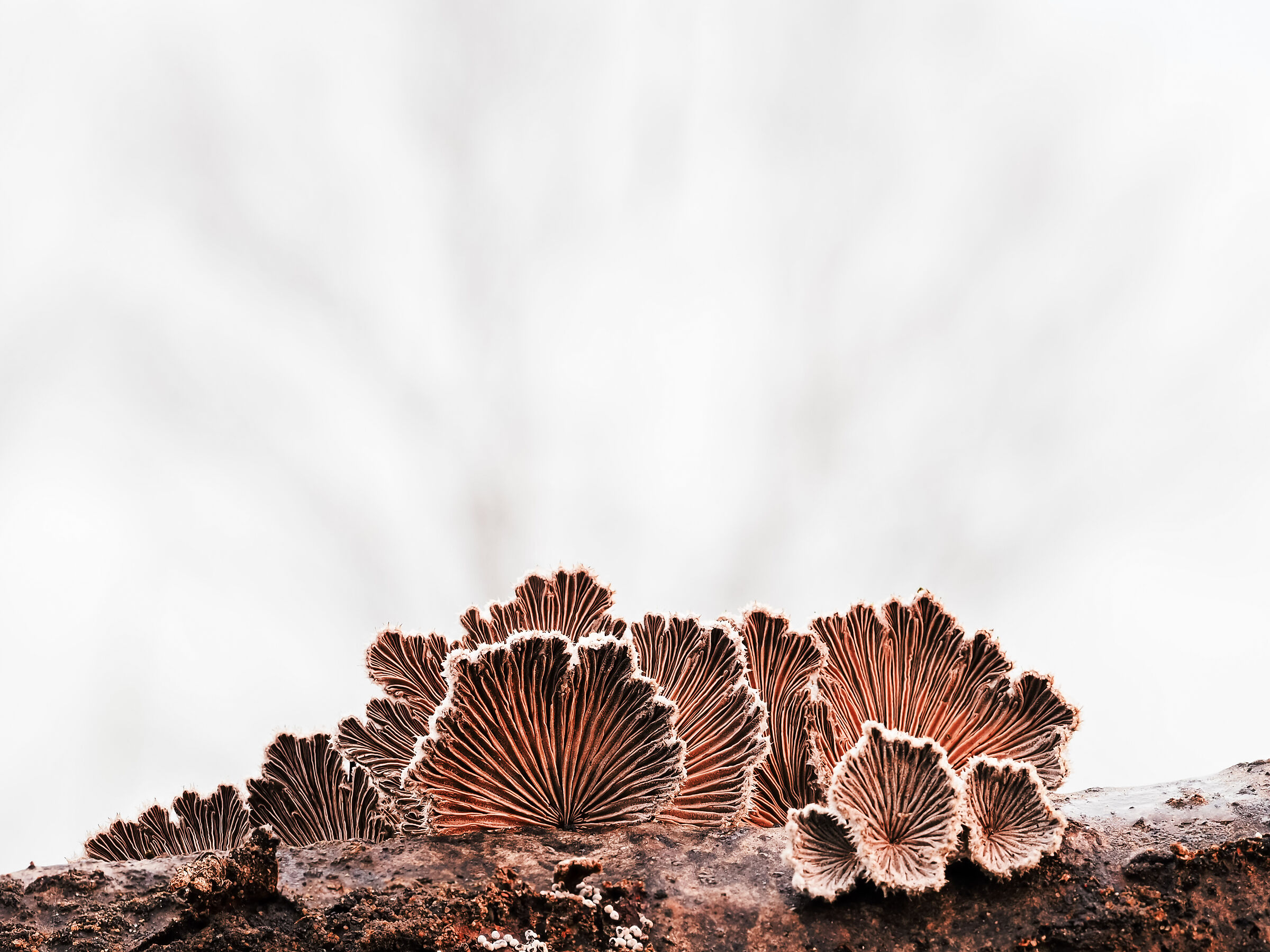 in ascolto dell'Universo