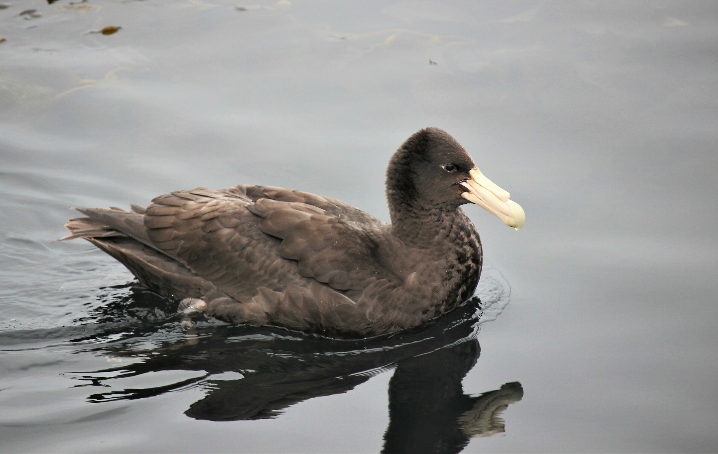 Ossifraga del Sud -il pirata dell'Antartide