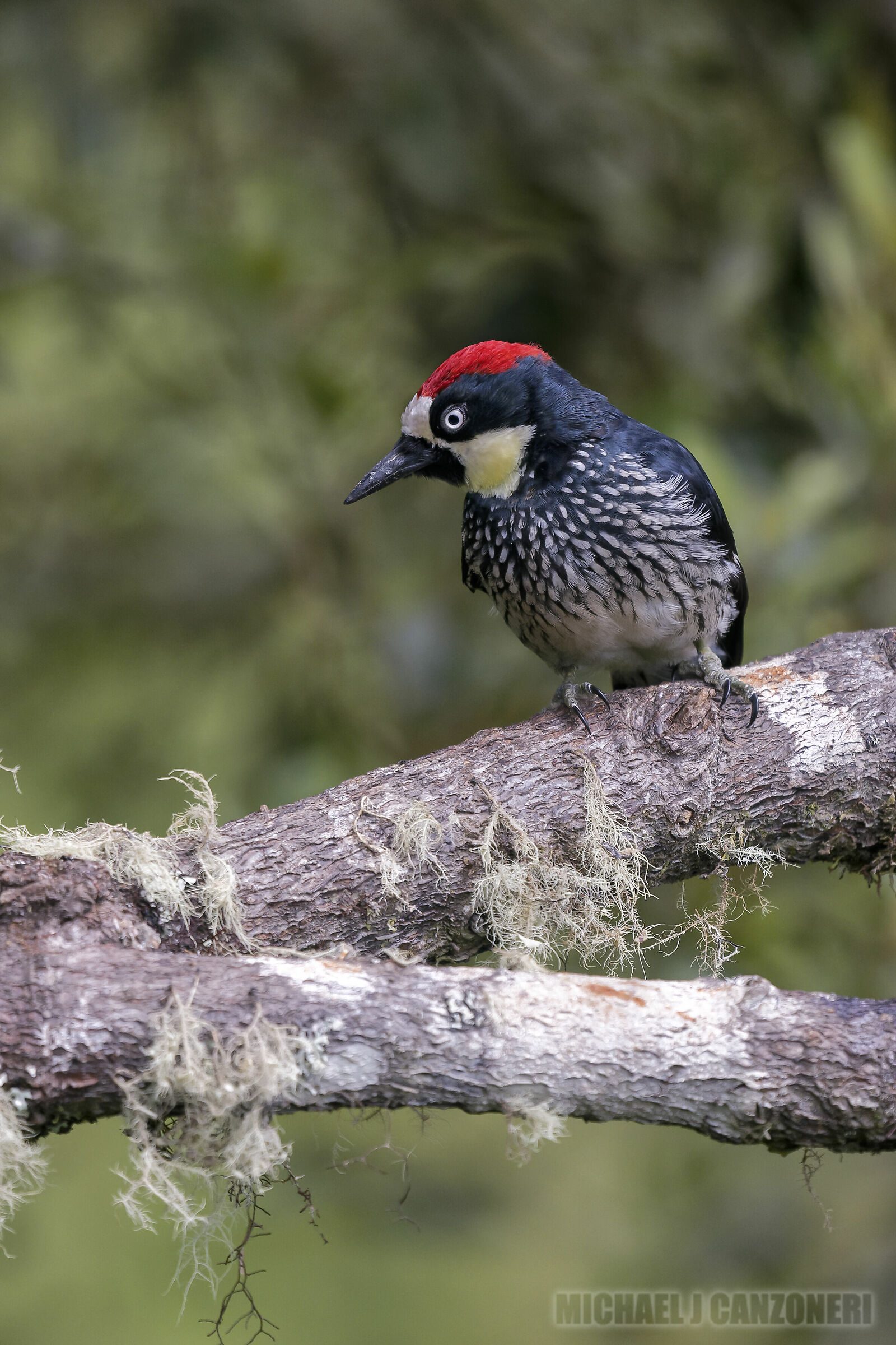Acorn Woodpecker