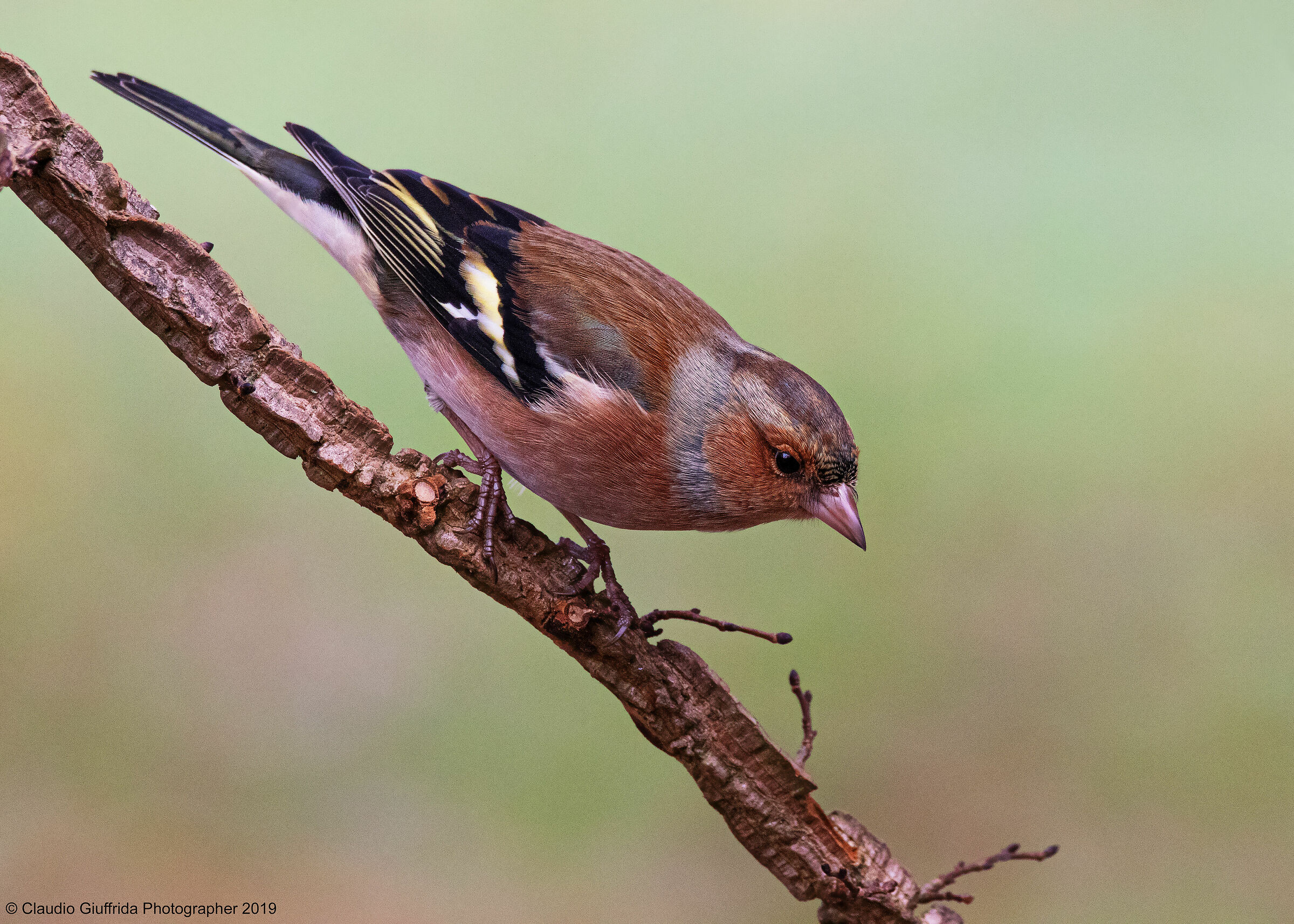 Fringilla coelebs