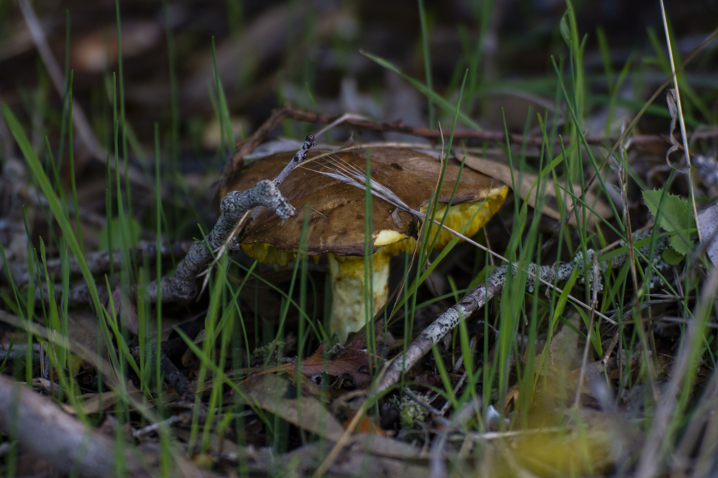 immagini dalla terra