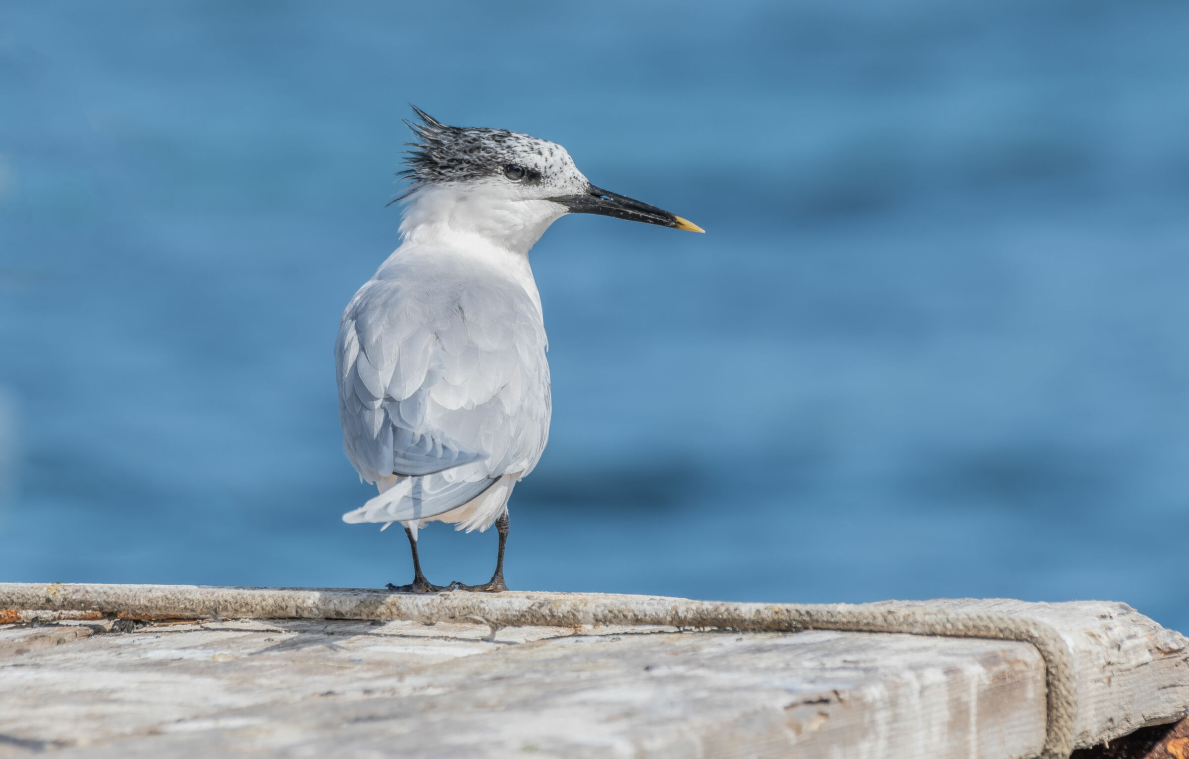 The Beccapesci Thalasseus sandvicensis (Latham, 1787)