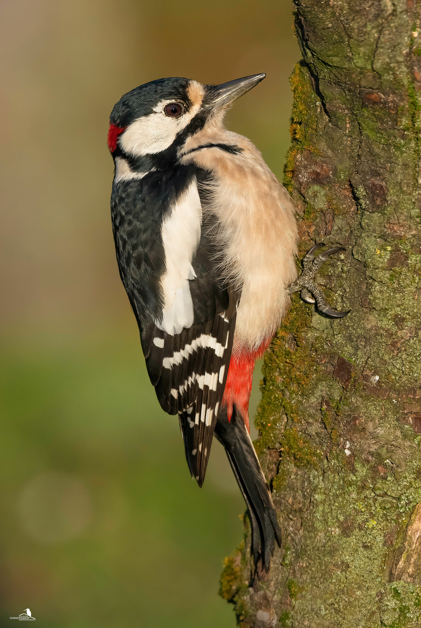 Major red woodpecker - male