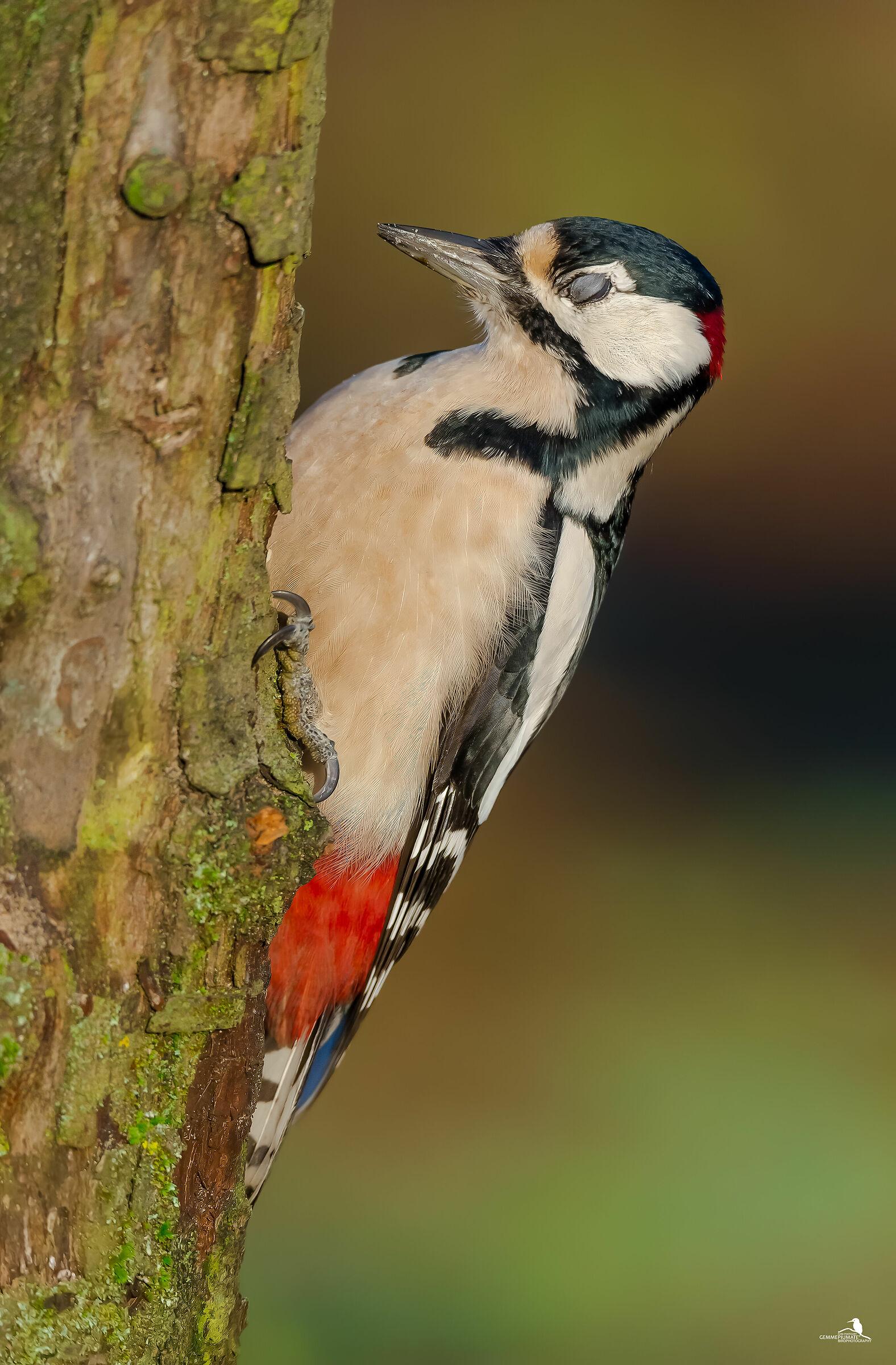 Major red woodpecker - male
