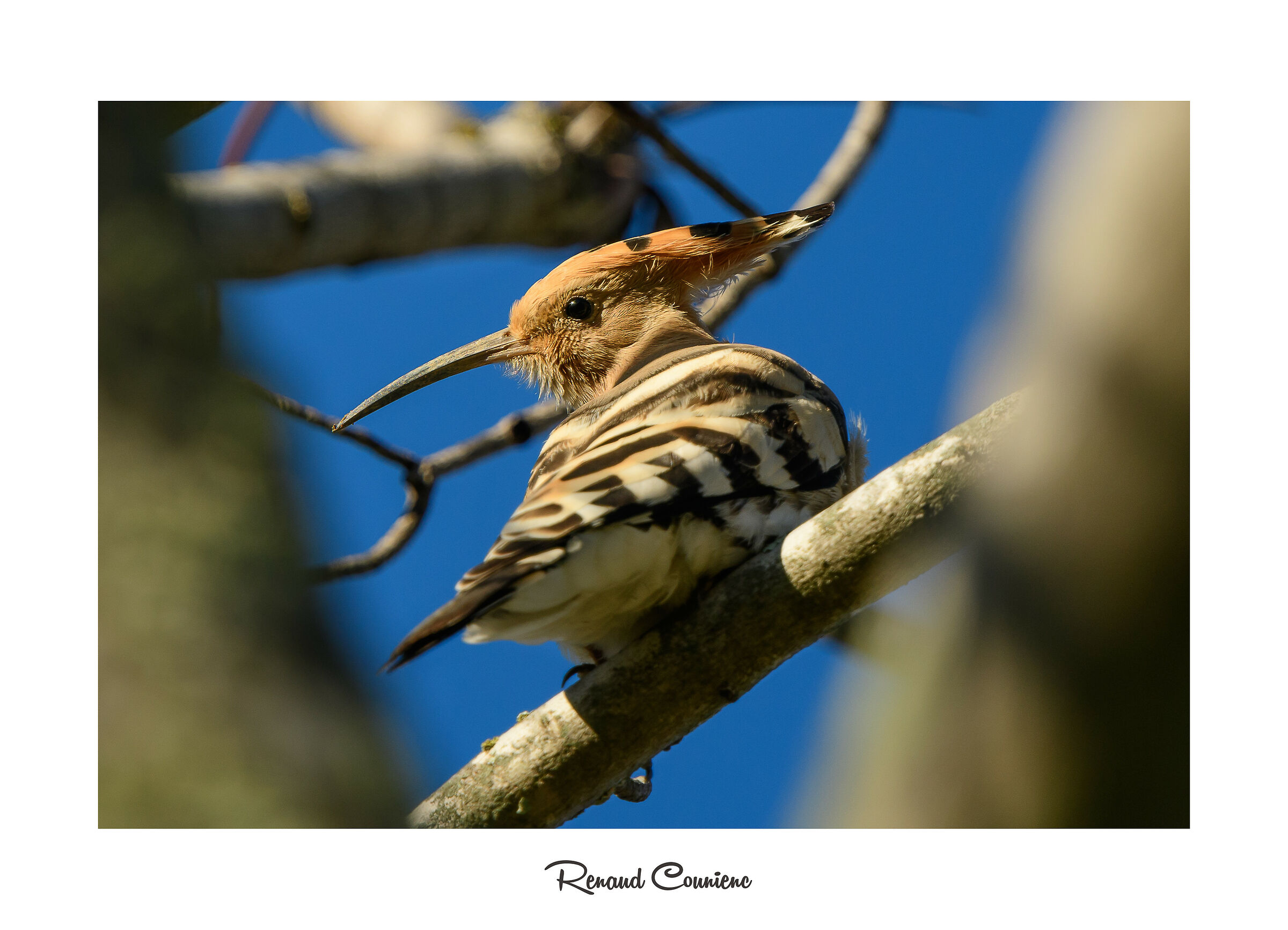 Eyes crossed between the branches