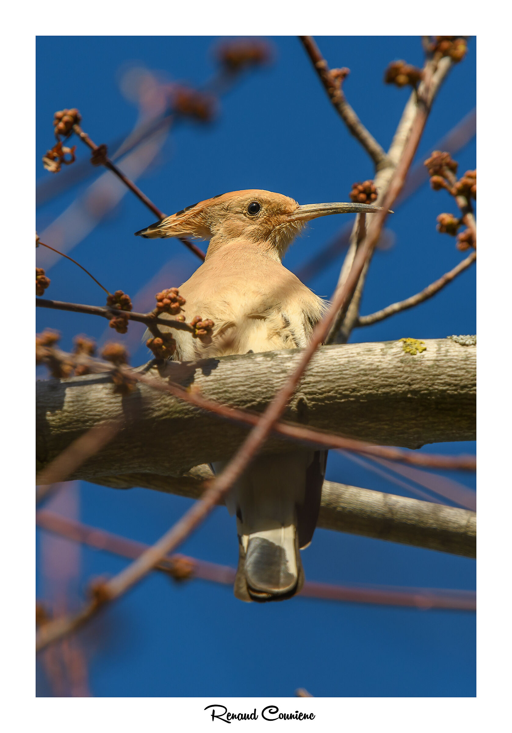 Huppe fasciée ( Upupa epops), ritratto
