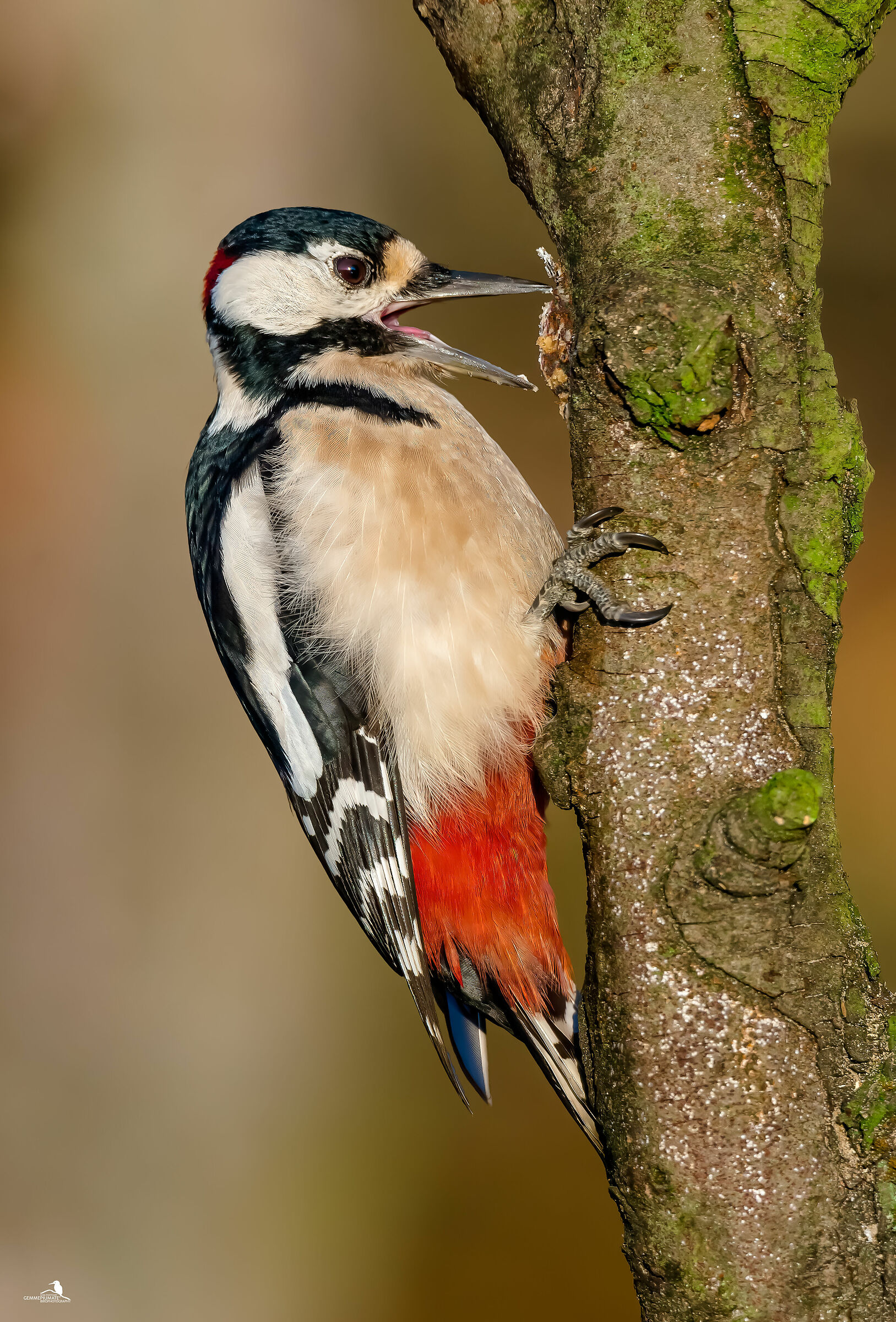 Major red woodpecker - female