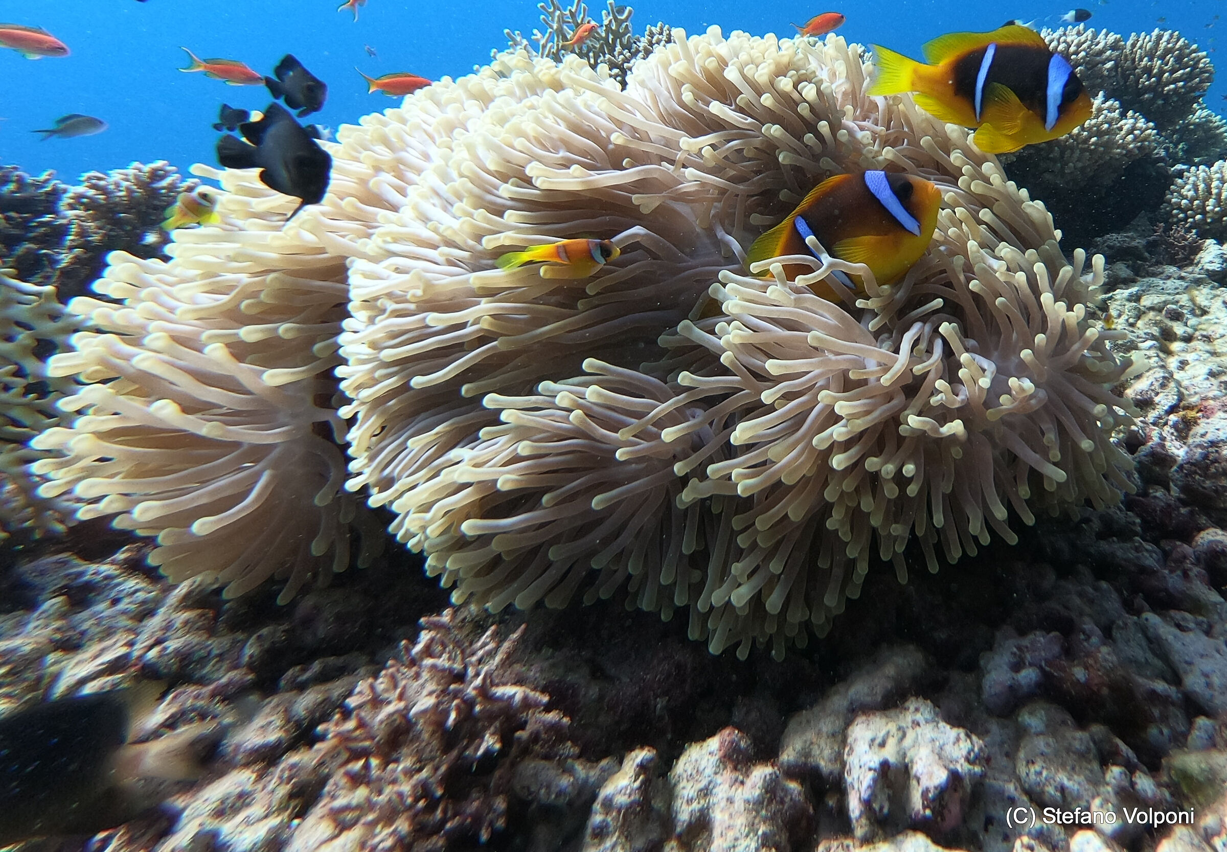 Bicinctus amphiprion