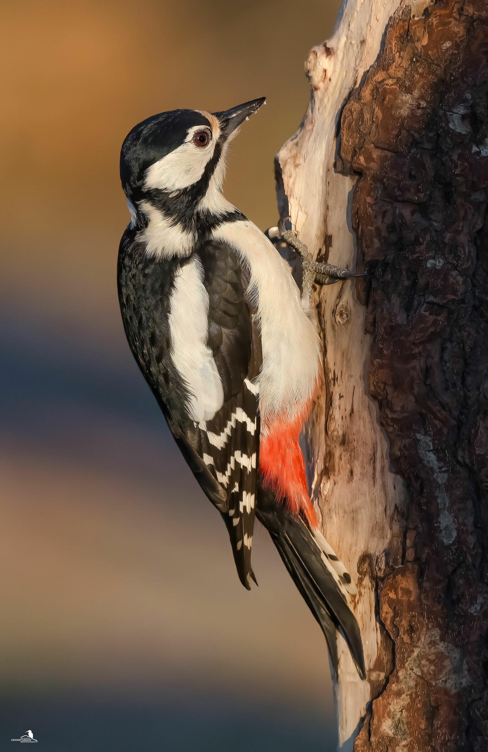 Major red woodpecker - female