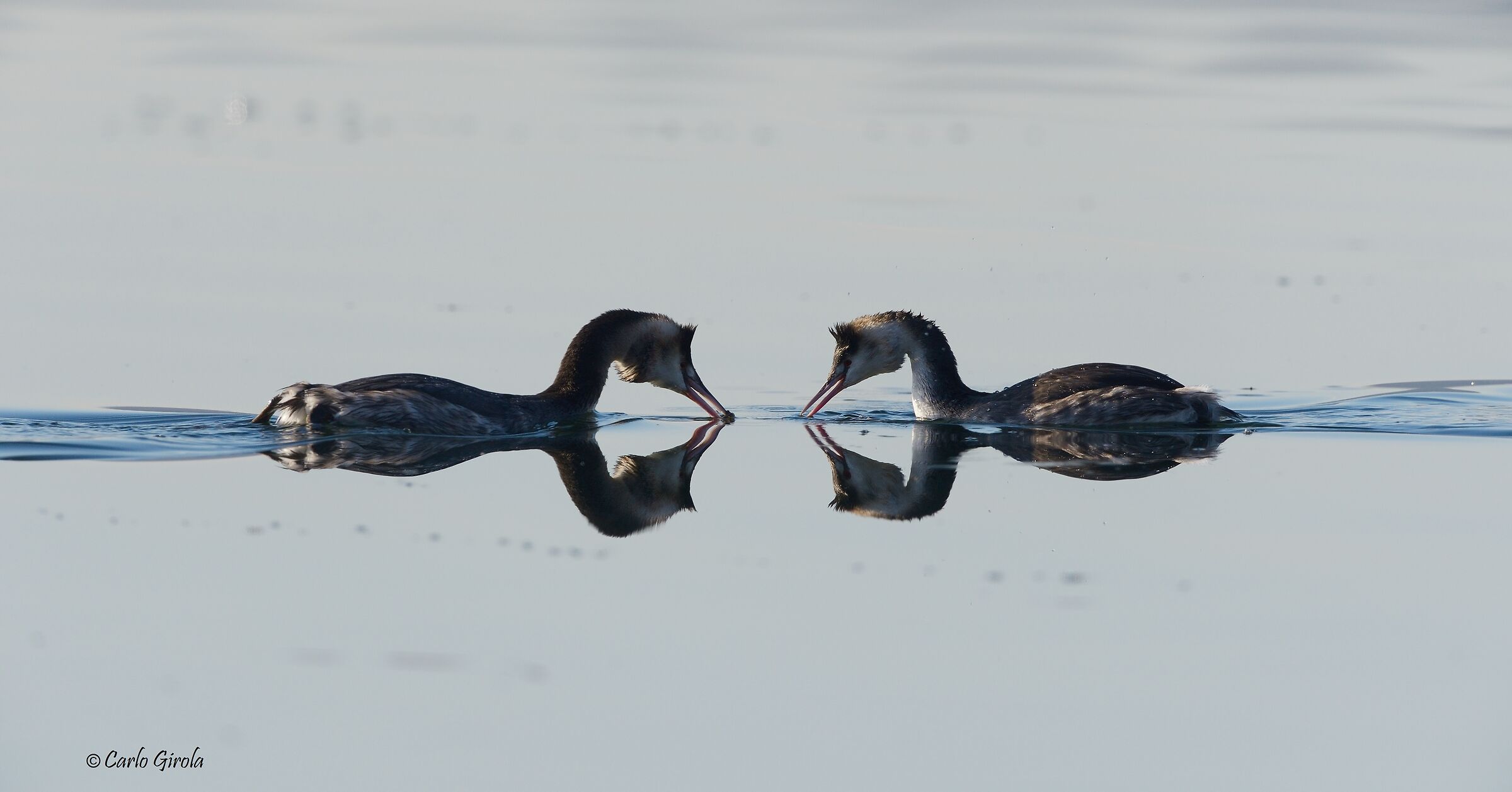 Major Vassal (Podiceps cristatus)