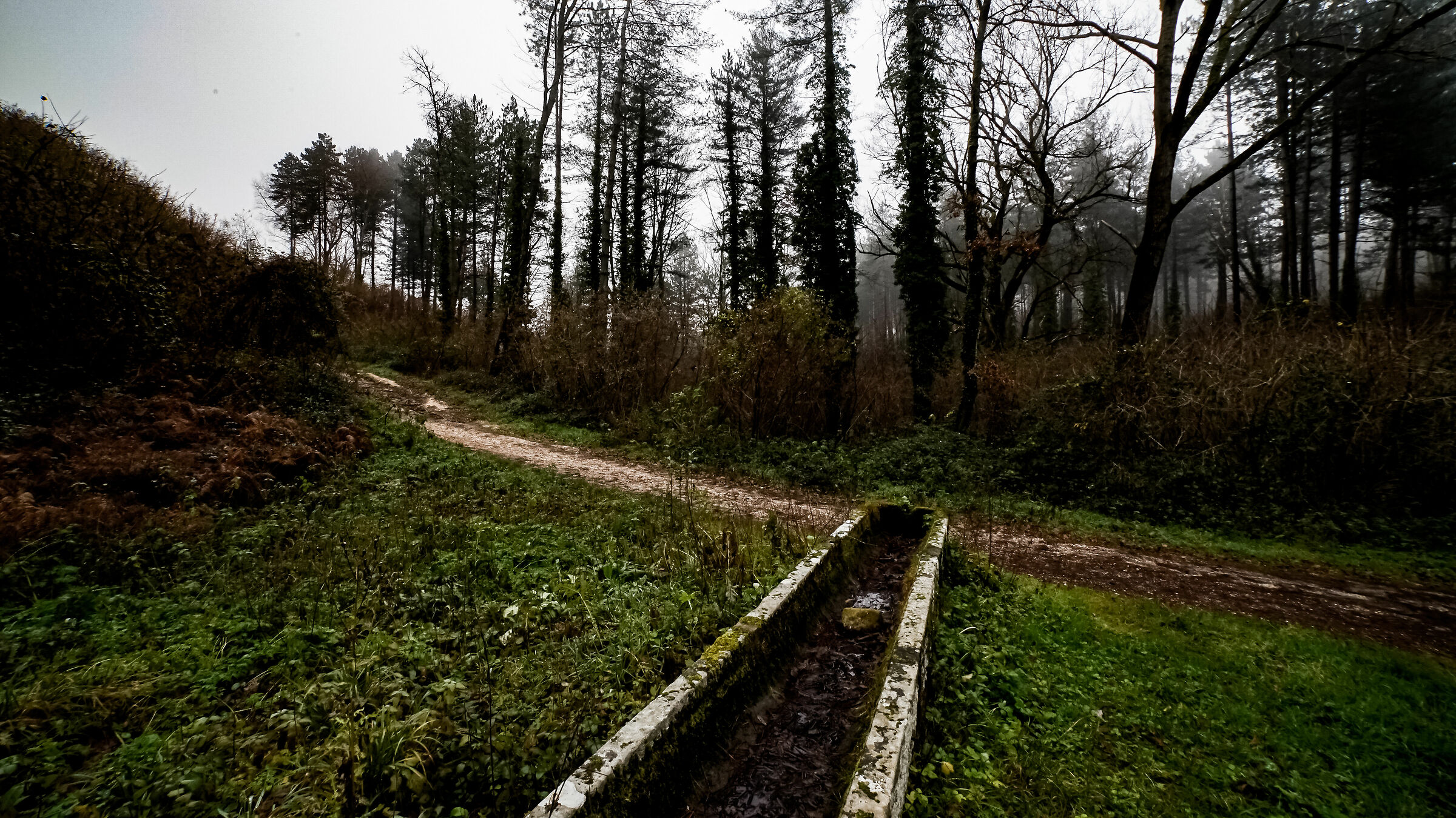 Old Watering Hole In The Foggy Wood
